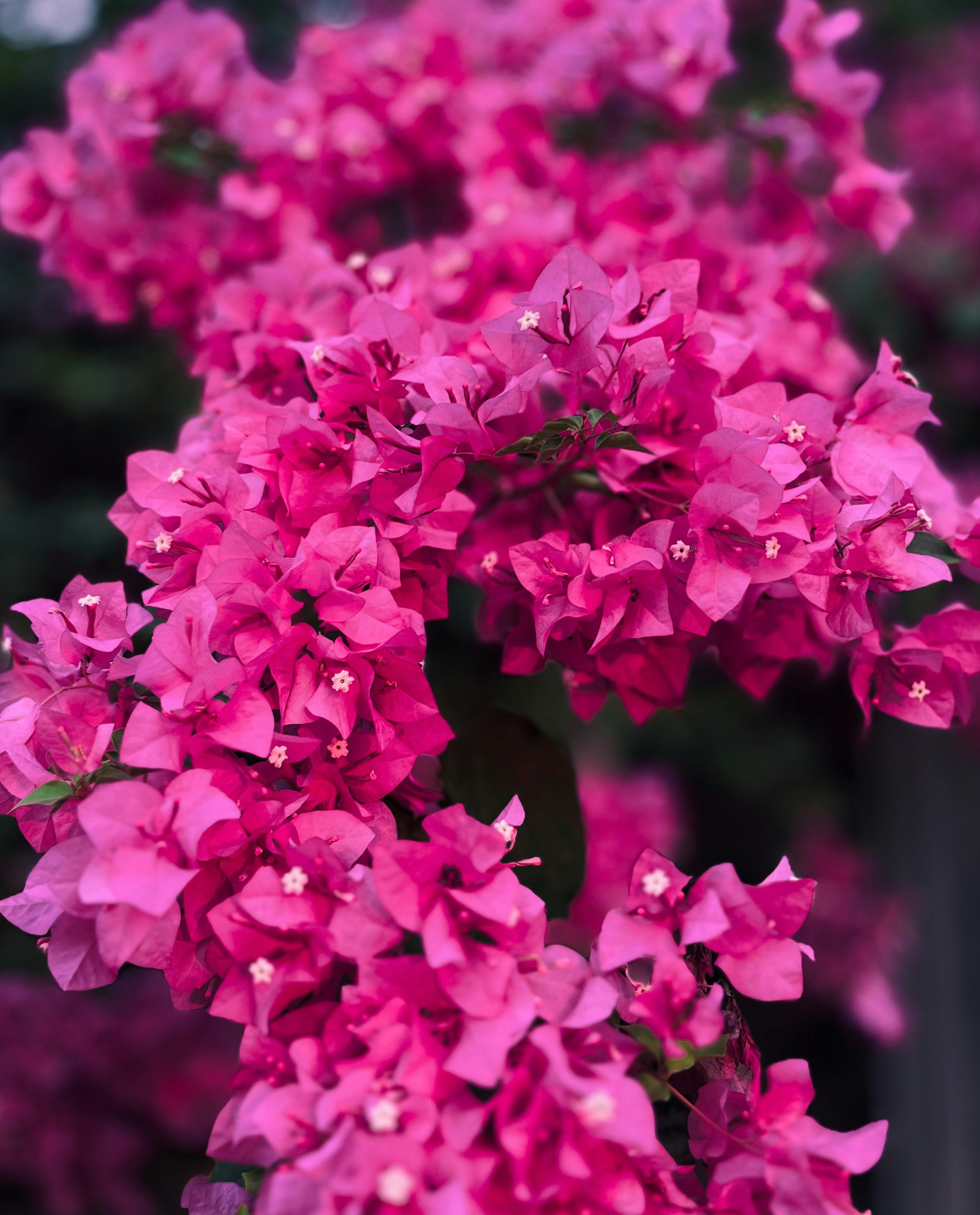 Photo by koshygeorge