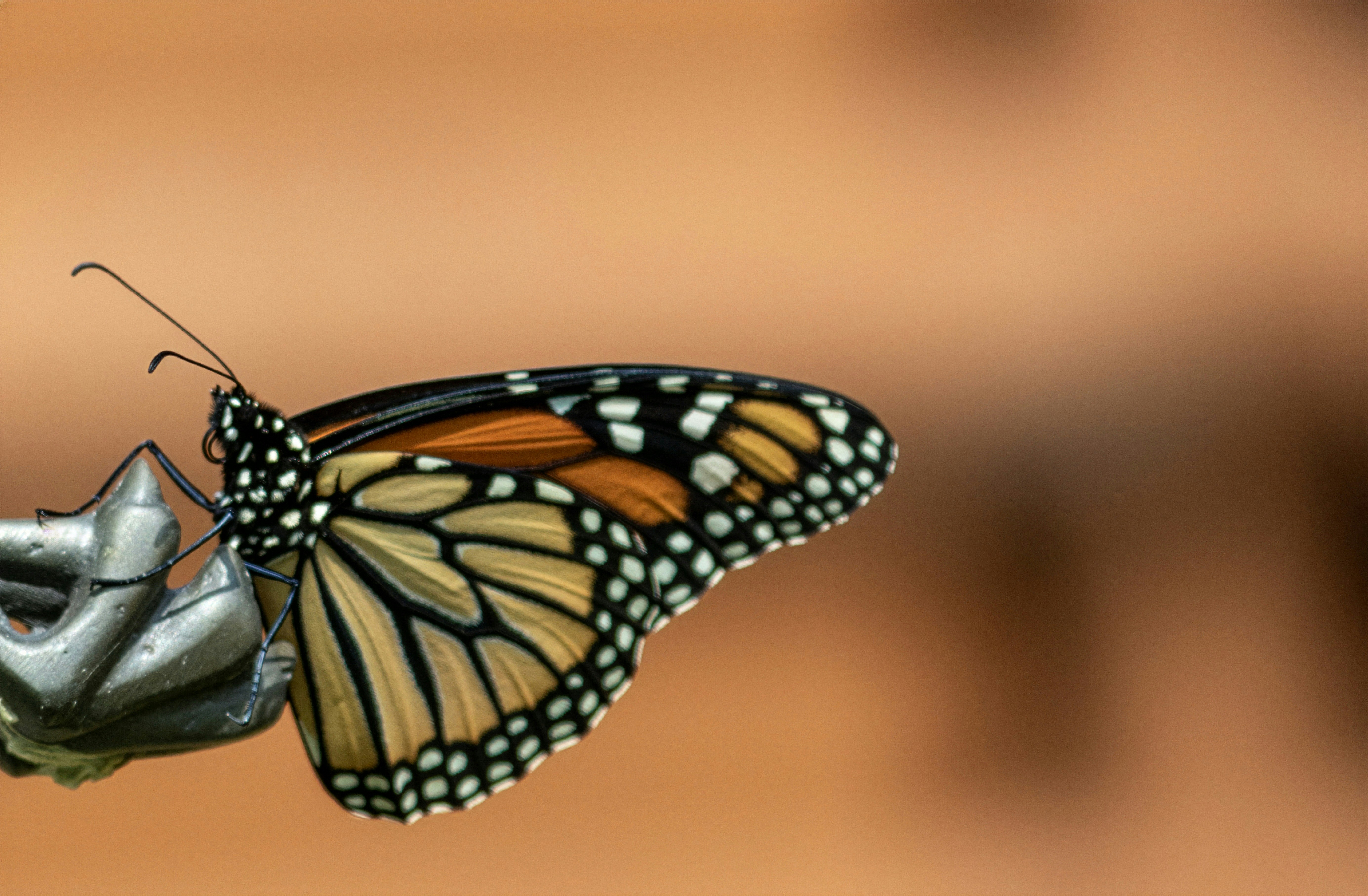 Monarch butterfly resting on a metallic object.