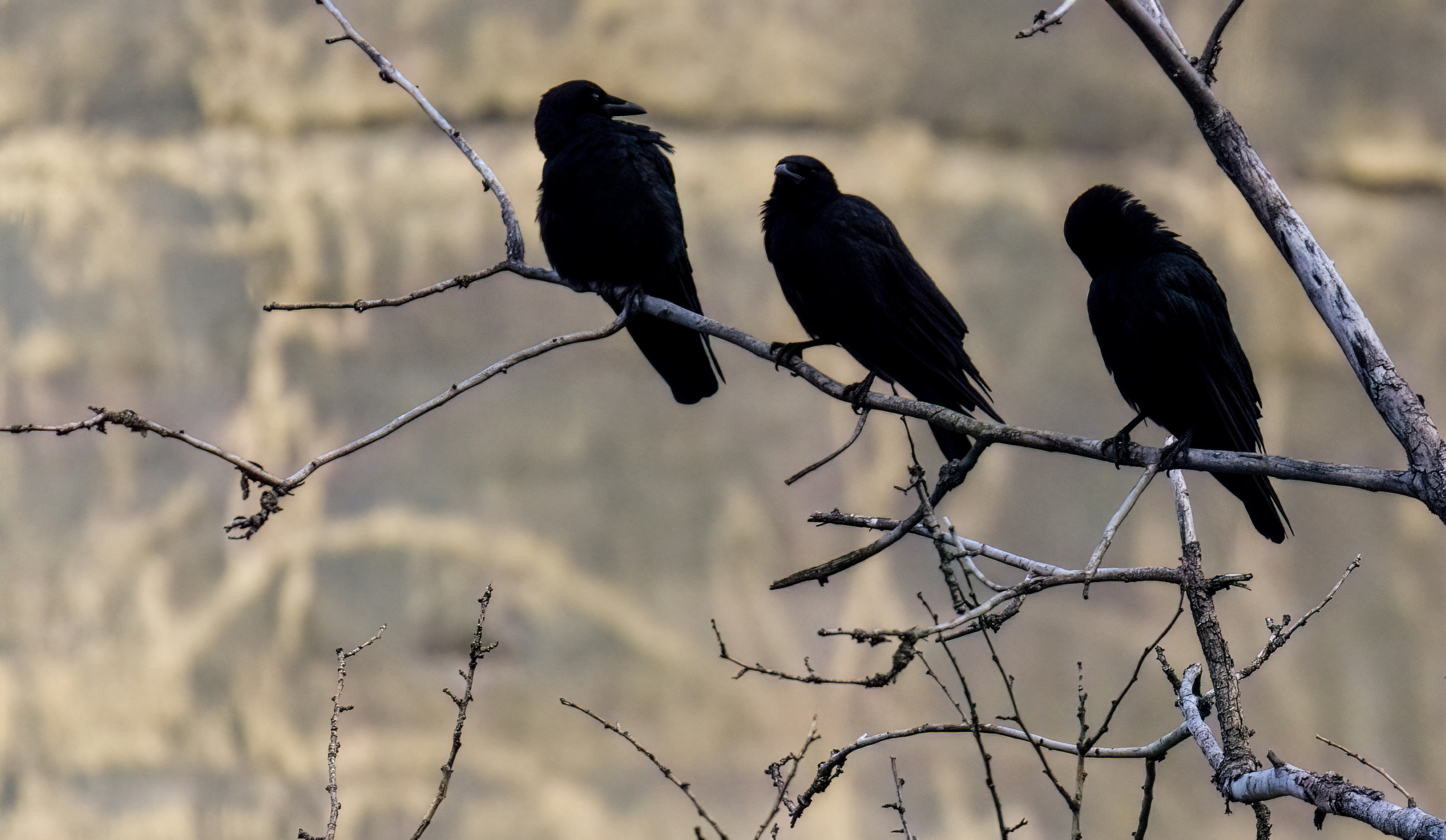 Three black birds perched on a bare branch.
