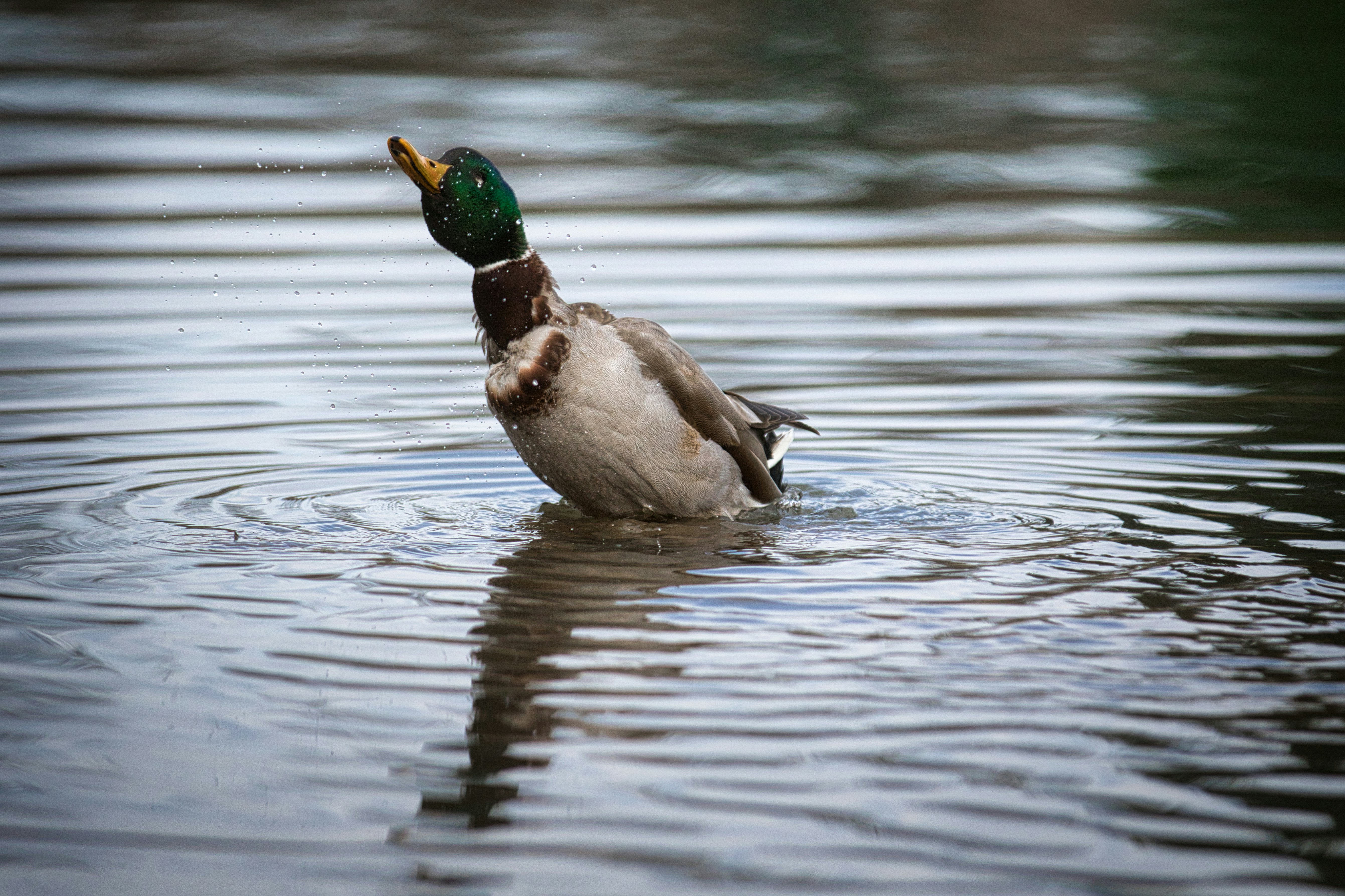 A mallard duck shakes its head in rippling water
