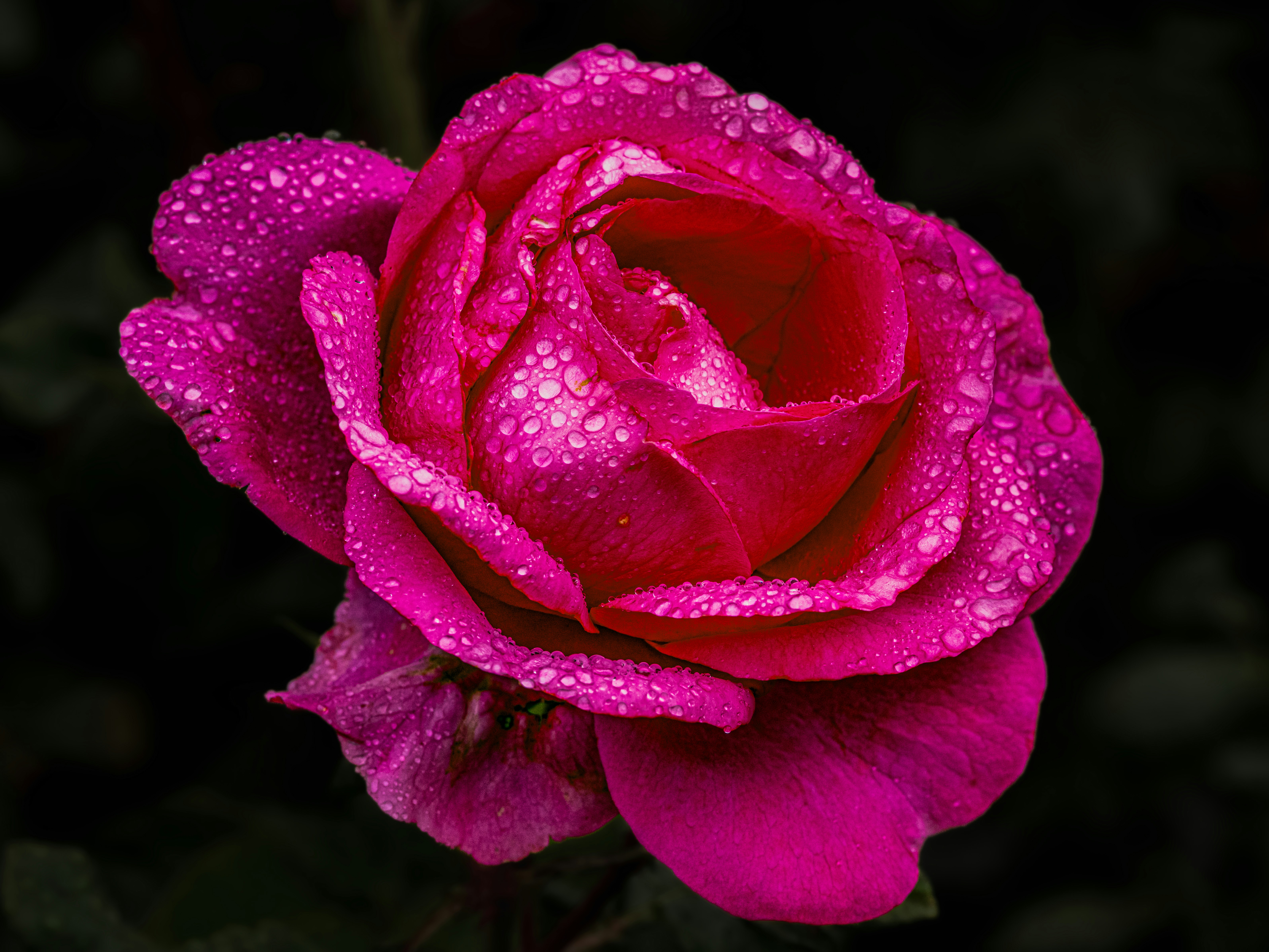 Photo by siegfriedpoepperl