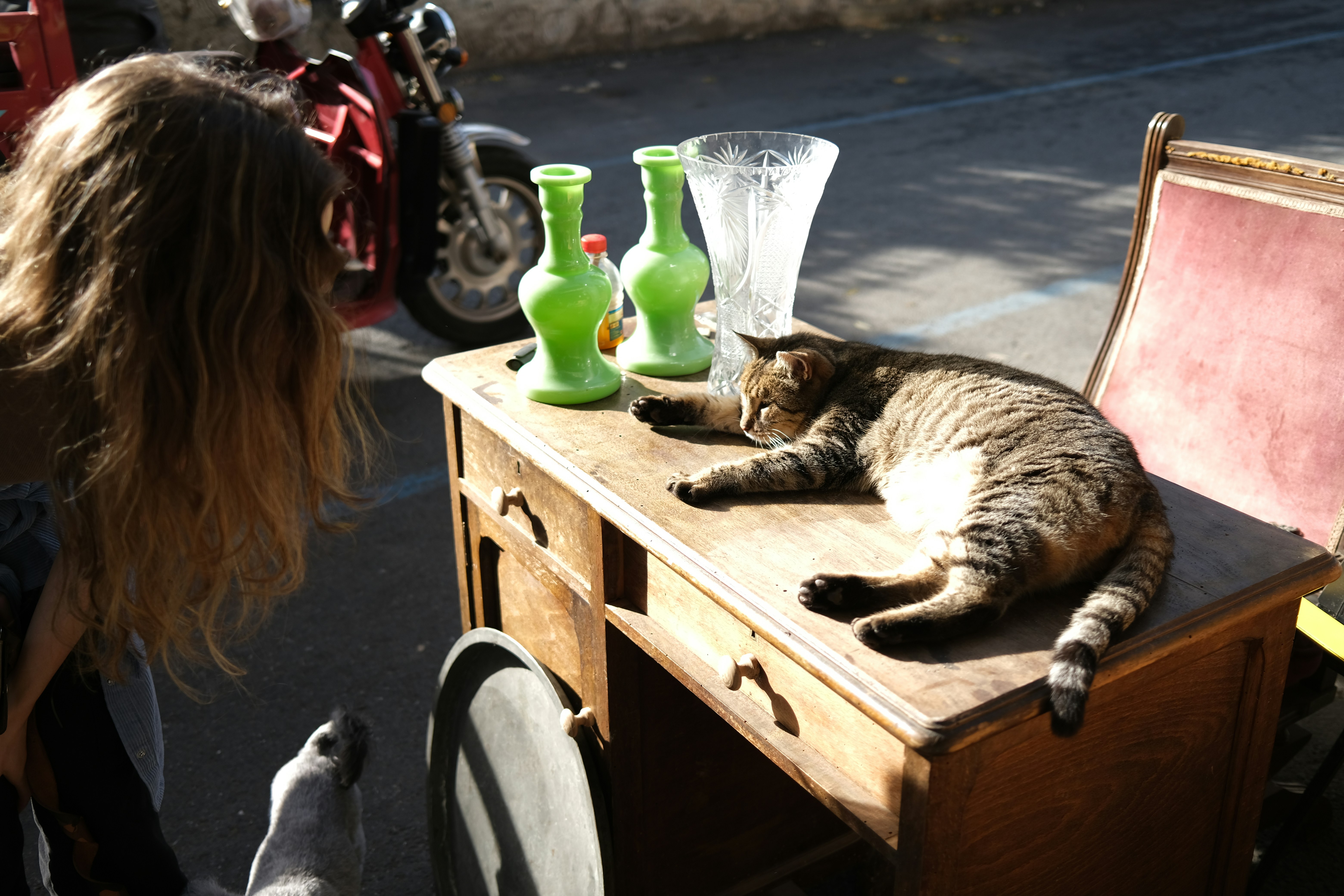 Eine Katze schläft auf einem Holztisch mit Vasen.