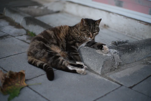A tabby cat rests on a stone ledge outdoors.