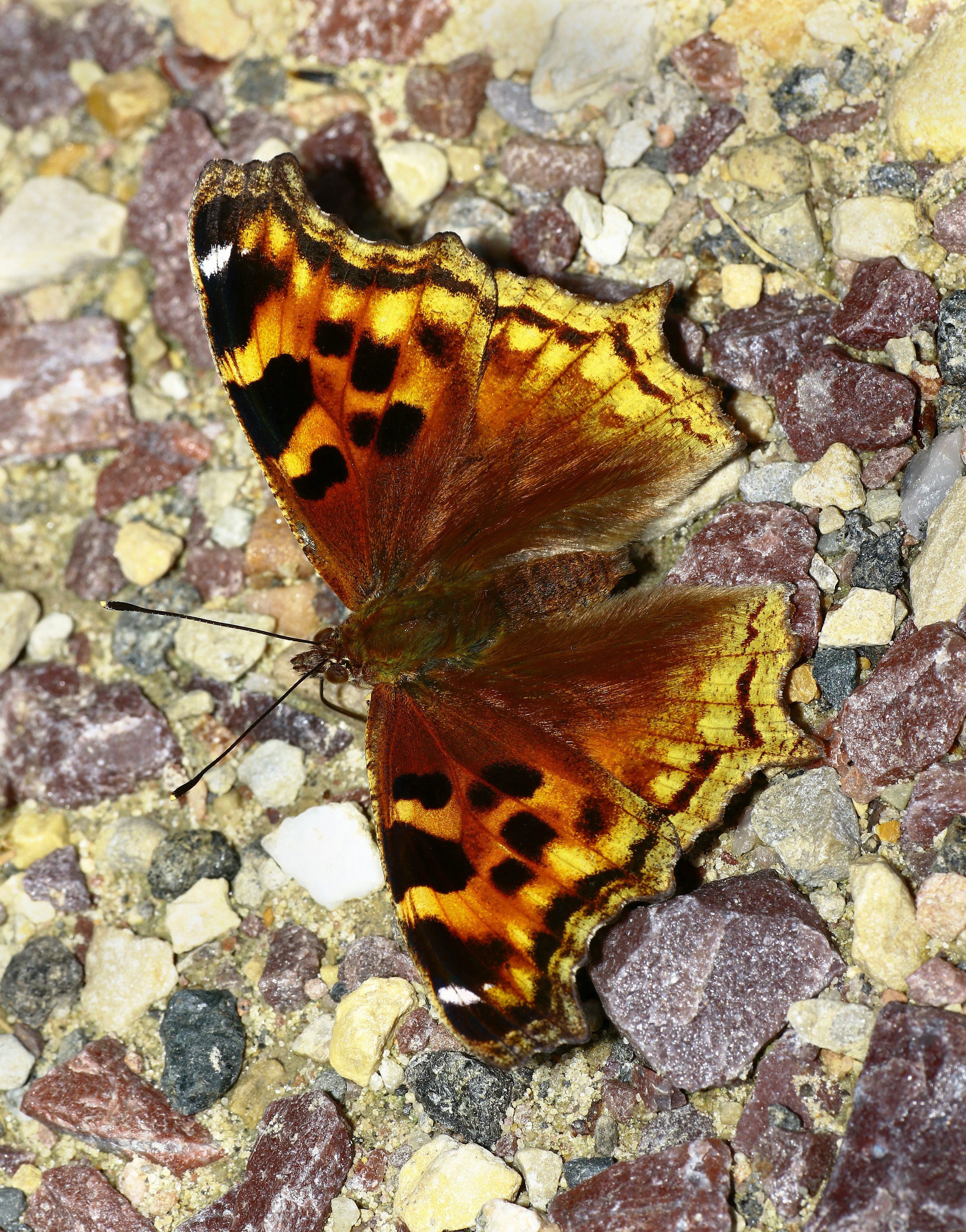 Photo by telliottmbamsc