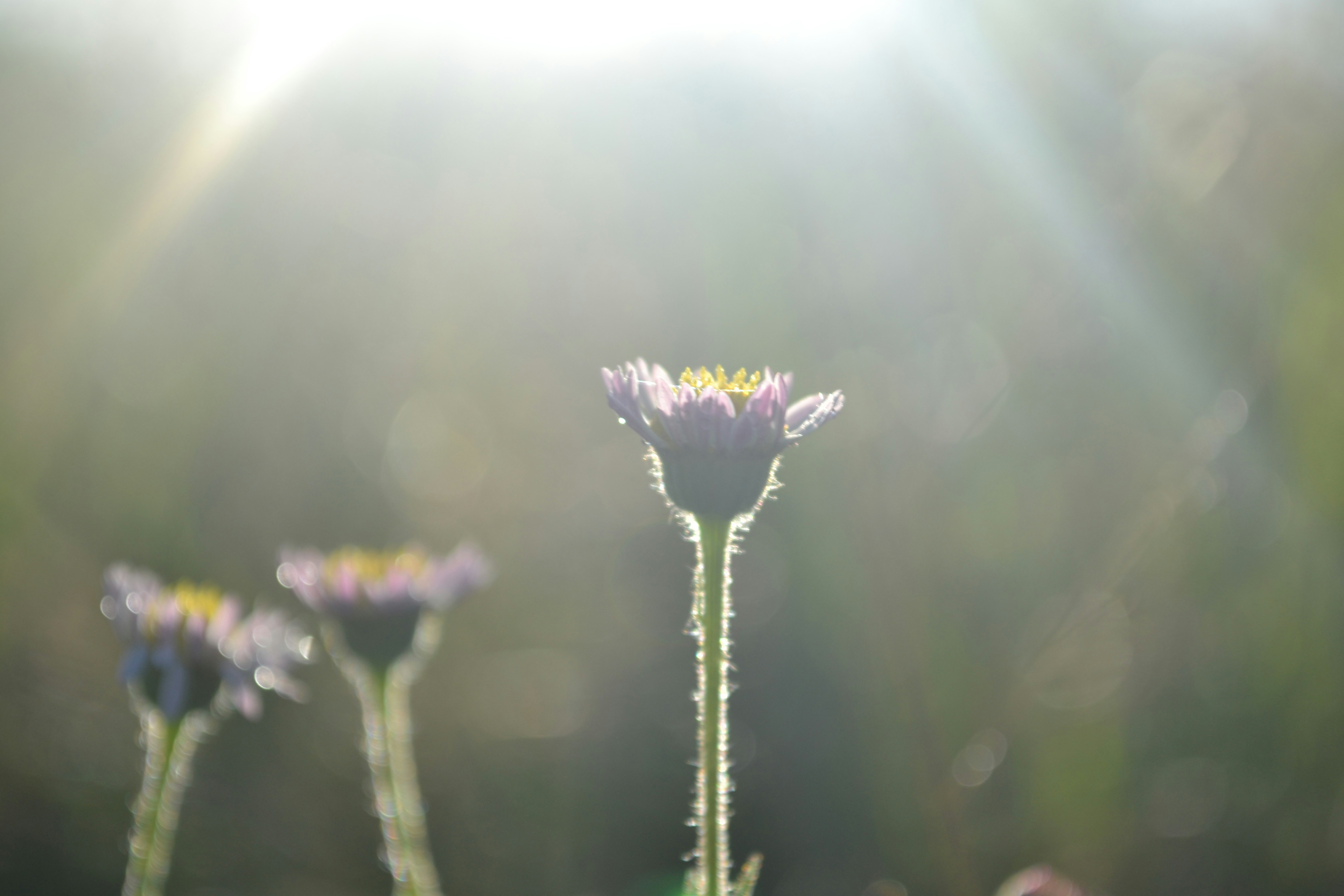코 알레르기 치료법