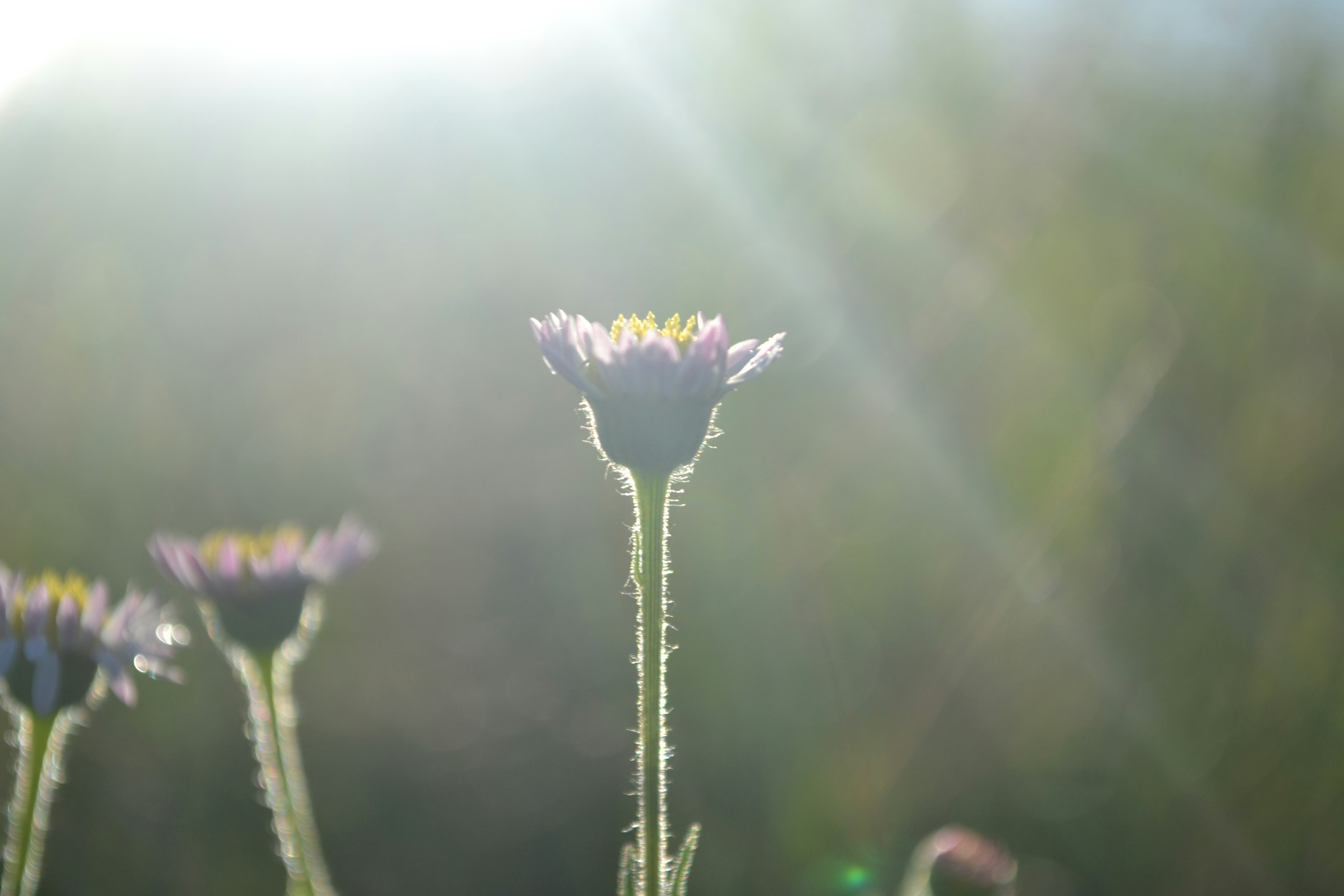 Galeria de inspirações 4