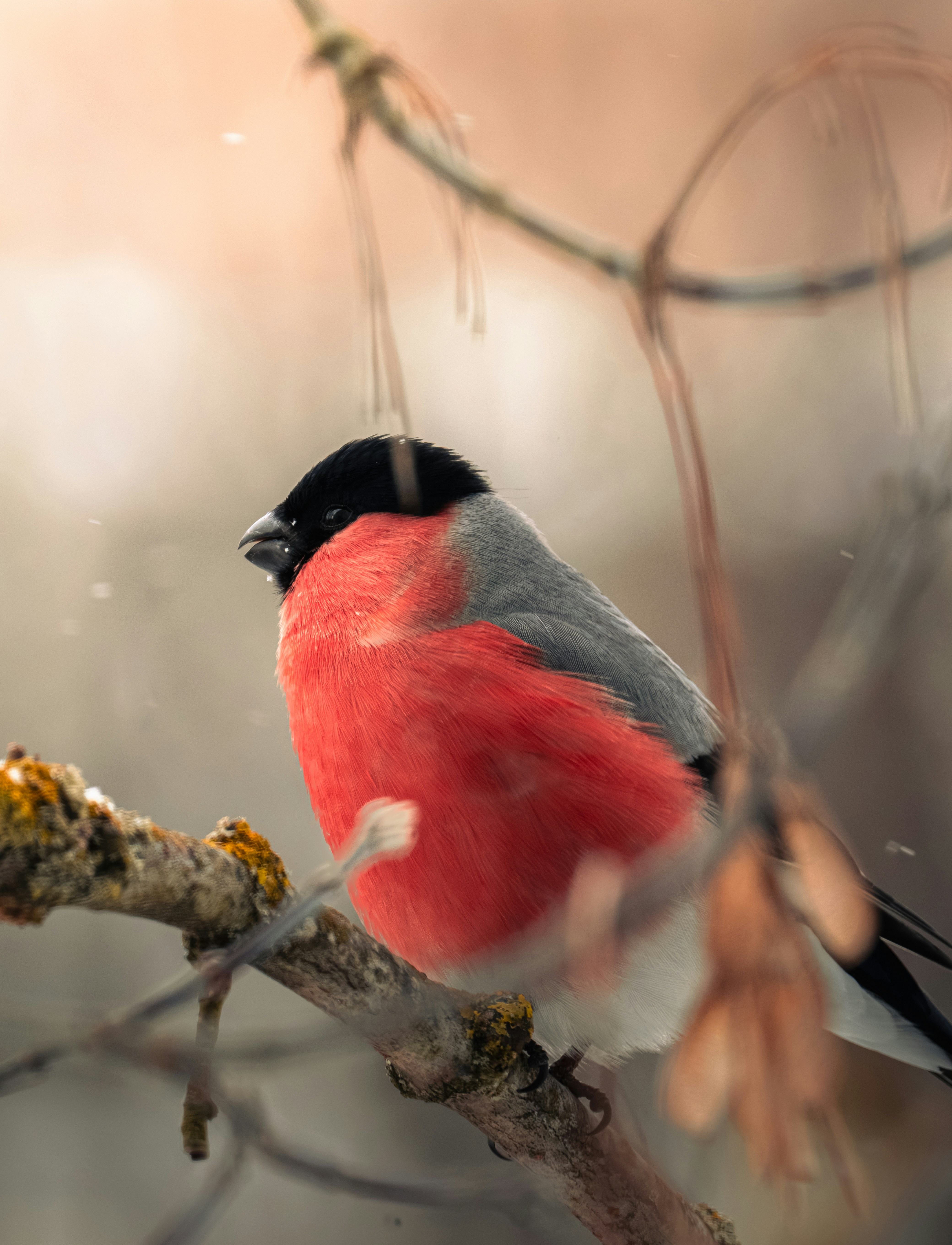 A bullfinch bird perched on a branch in winter.