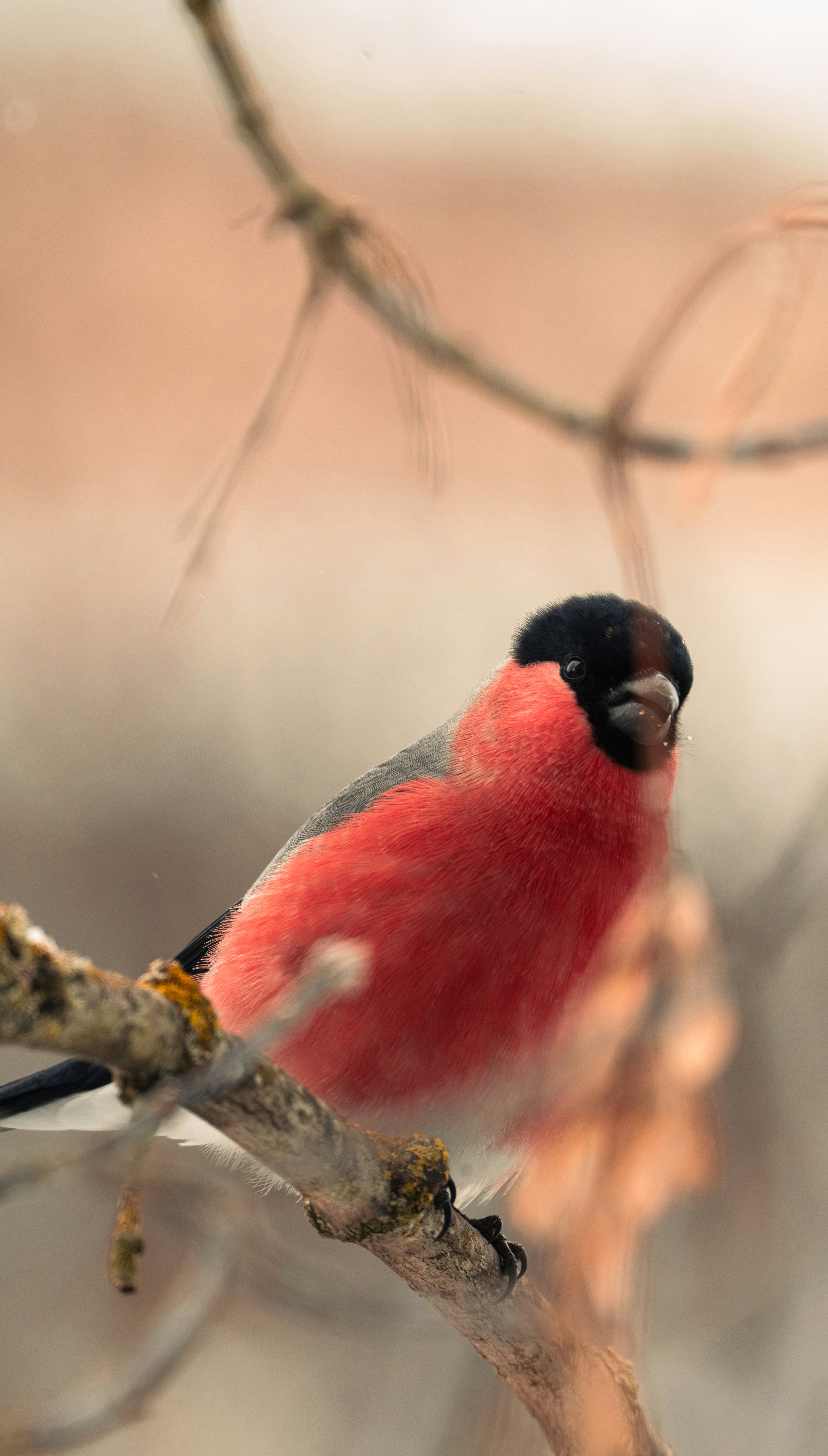 A bullfinch perched on a branch in soft light