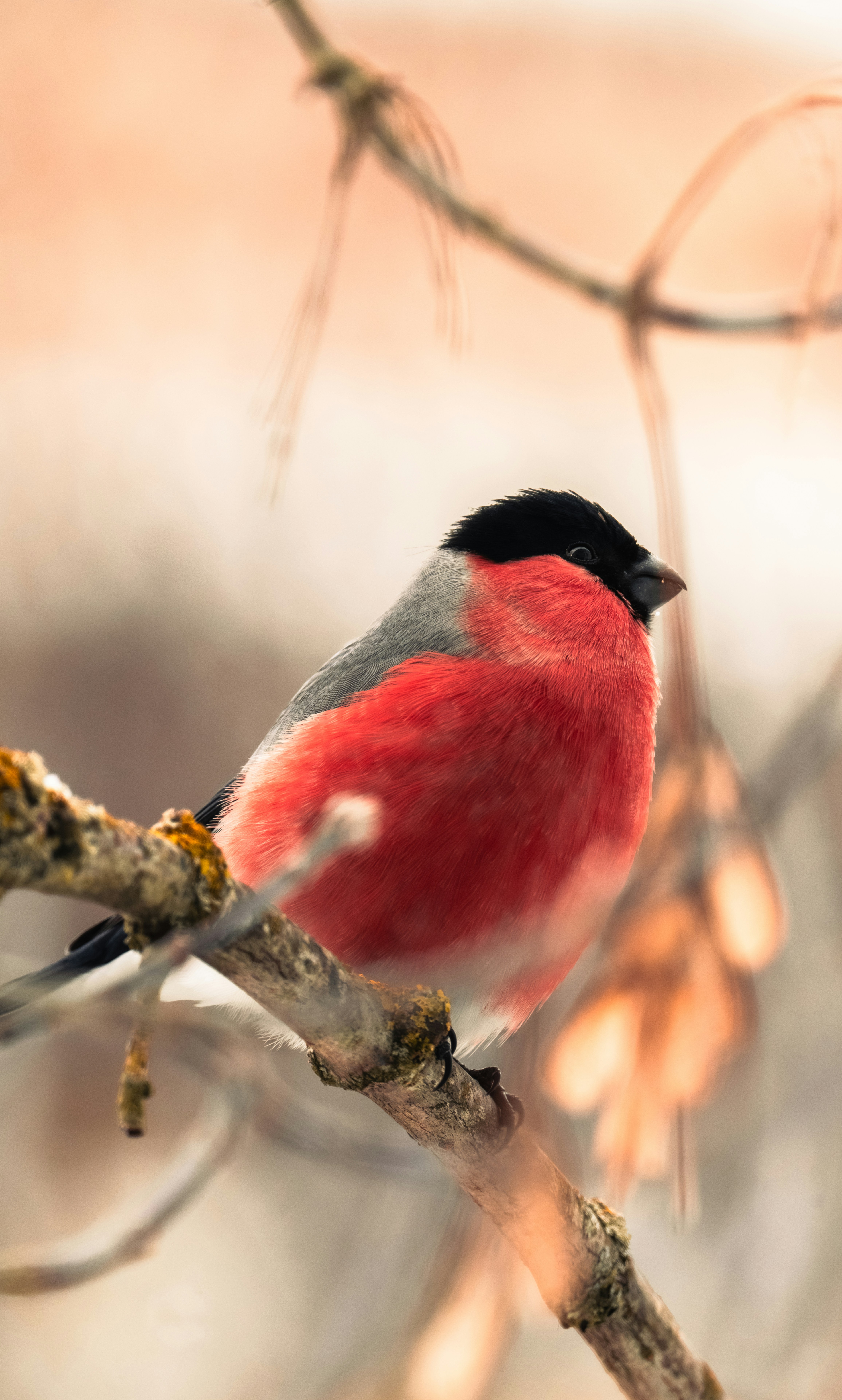 A bullfinch bird perched on a branch.