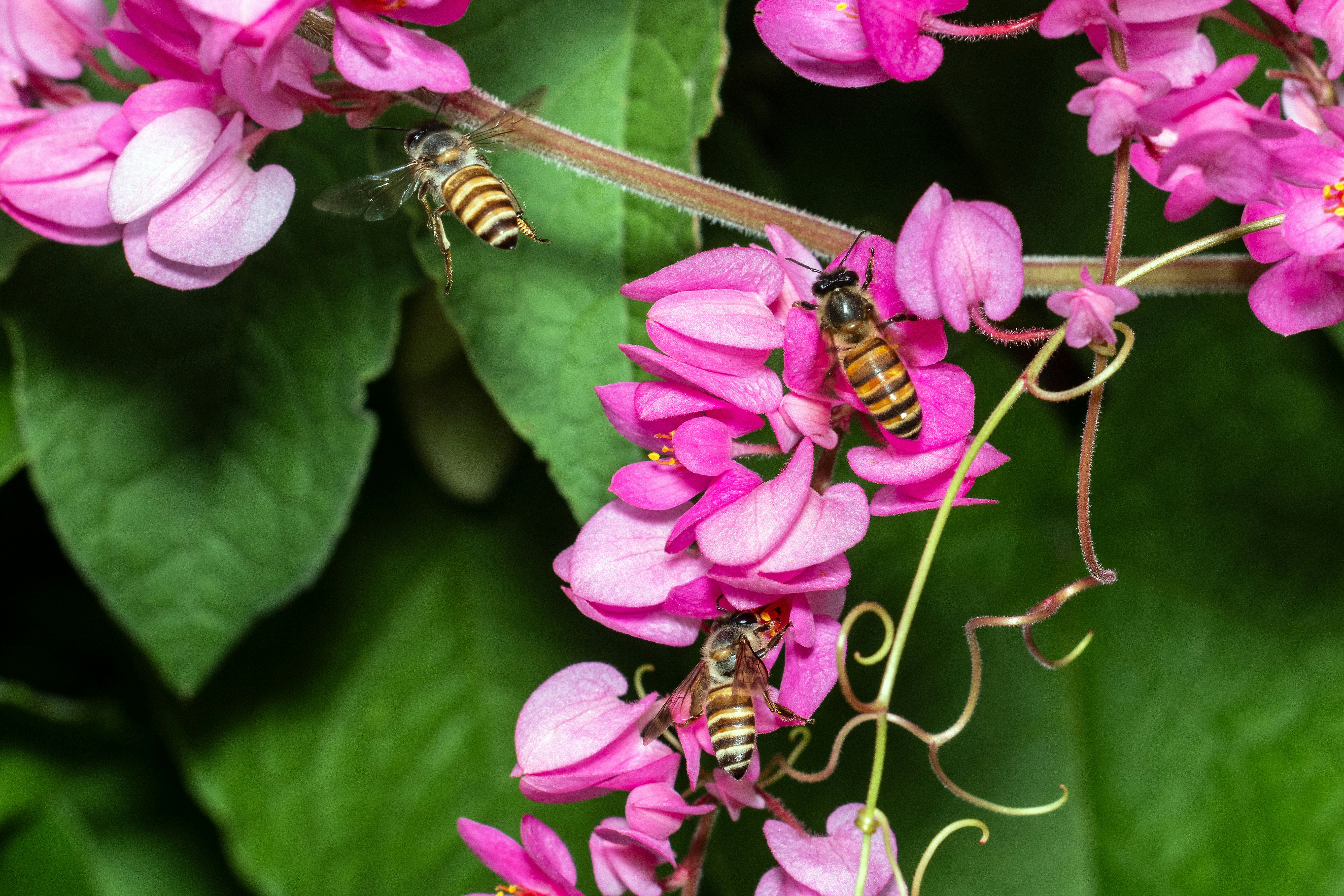 Three bees gathering nectar from pink flowers