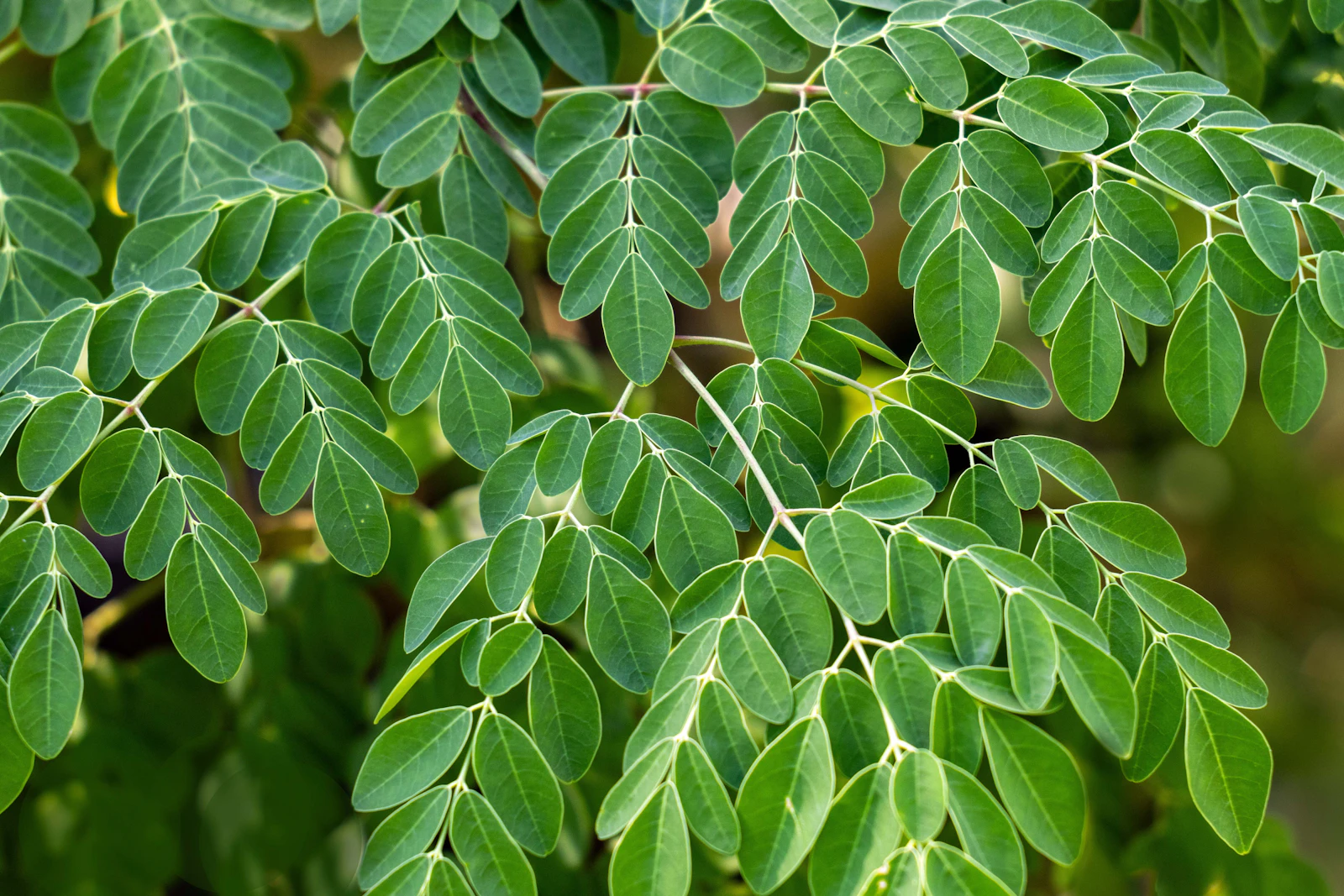 Moringa oleifera branches with vibrant green pinnate leaves