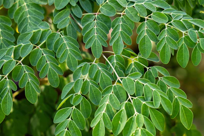 Moringa Leaves Sahjan Patta Growing India — Miracle Tree Superfood Encyclopedia