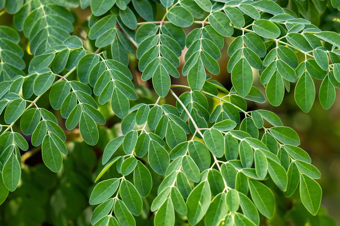 Private Label Moringa Powder