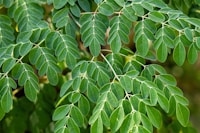 Moringa