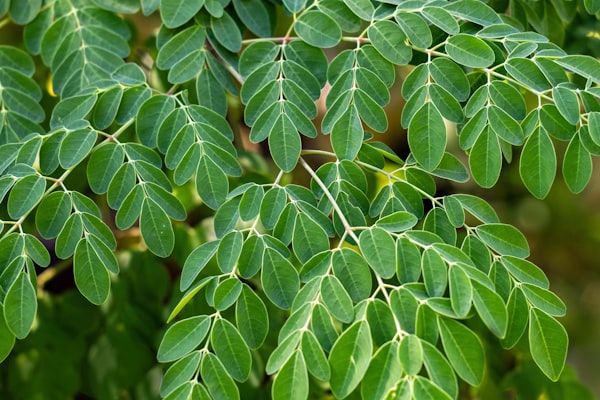 Moringa Ashwagandha Powder