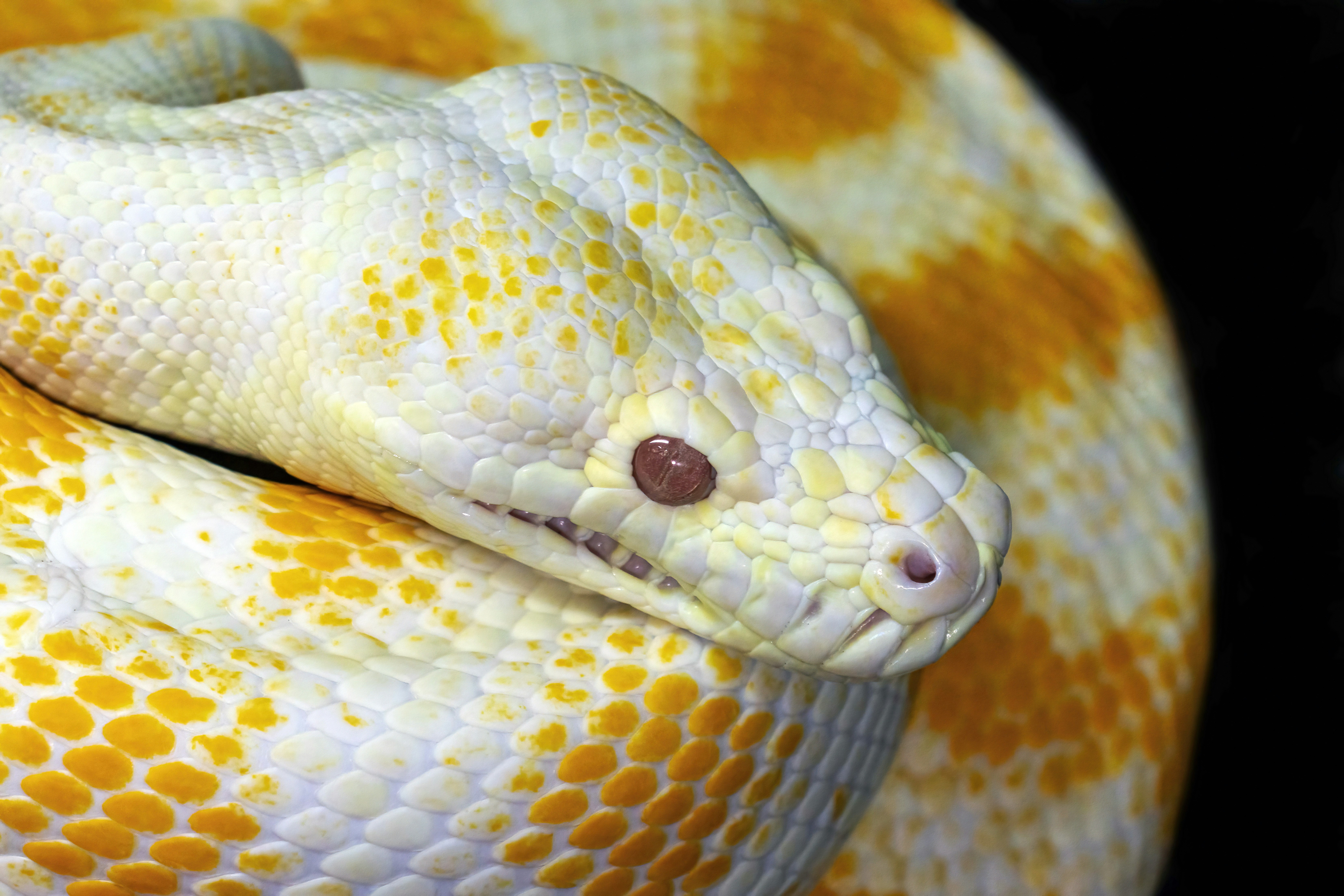 Python 3.15 Alpha 7: novedades que impactan en produccion