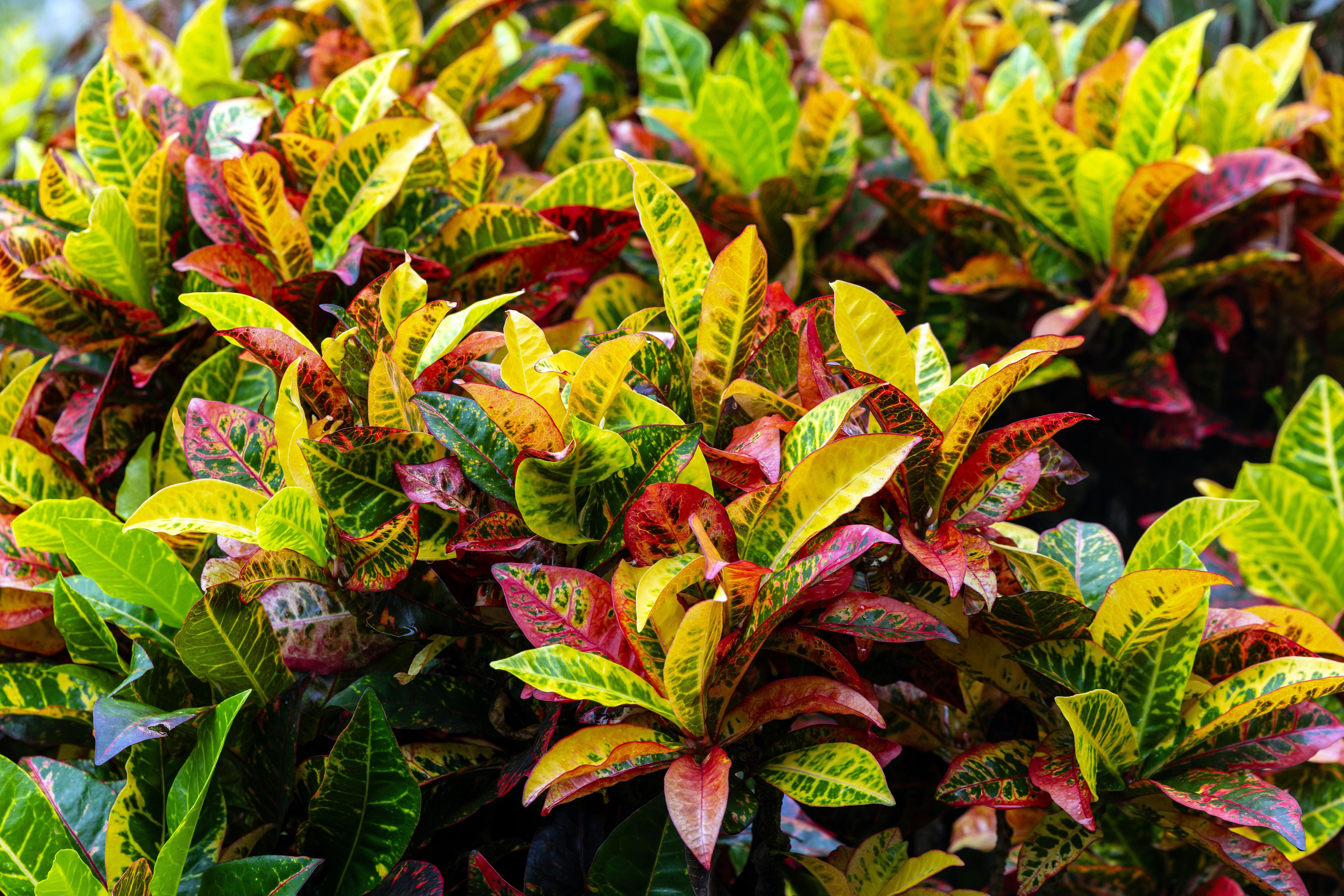 Colorful croton plant leaves with red, yellow, and green hues.