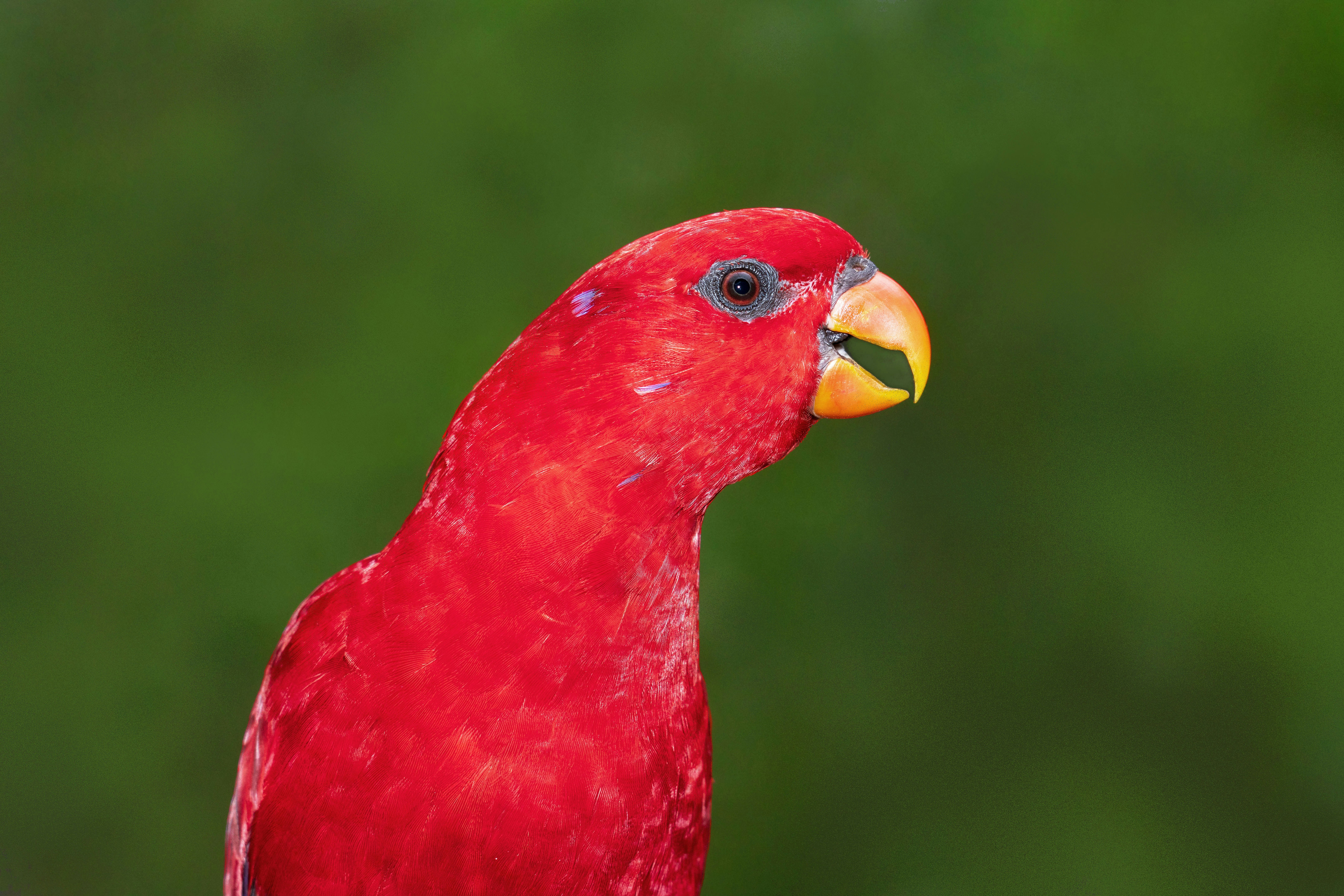 A bright red parrot with a yellow beak.