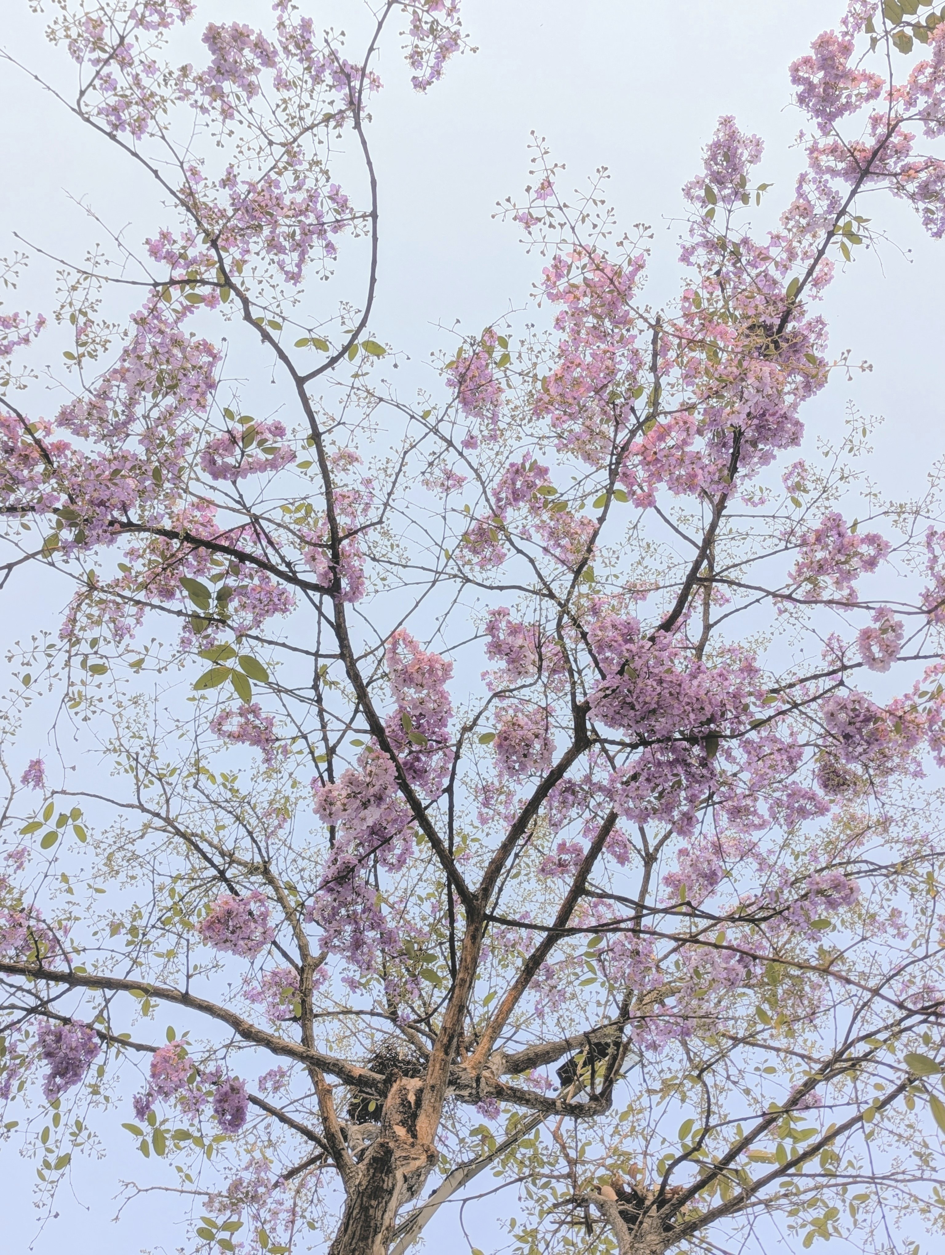 Delicate pink blossoms on a tree against a pale sky