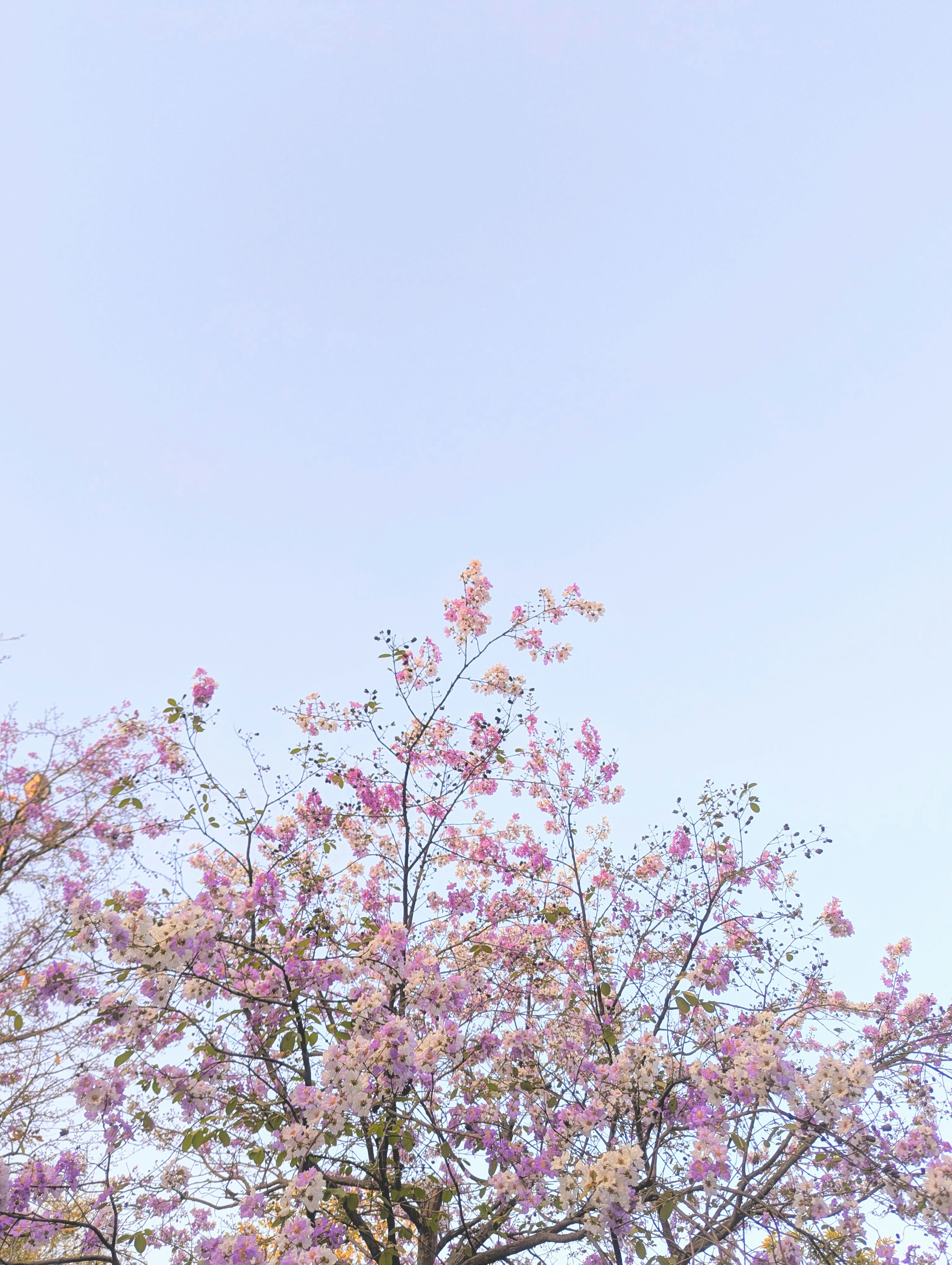 A tree with delicate pink and purple blossoms.