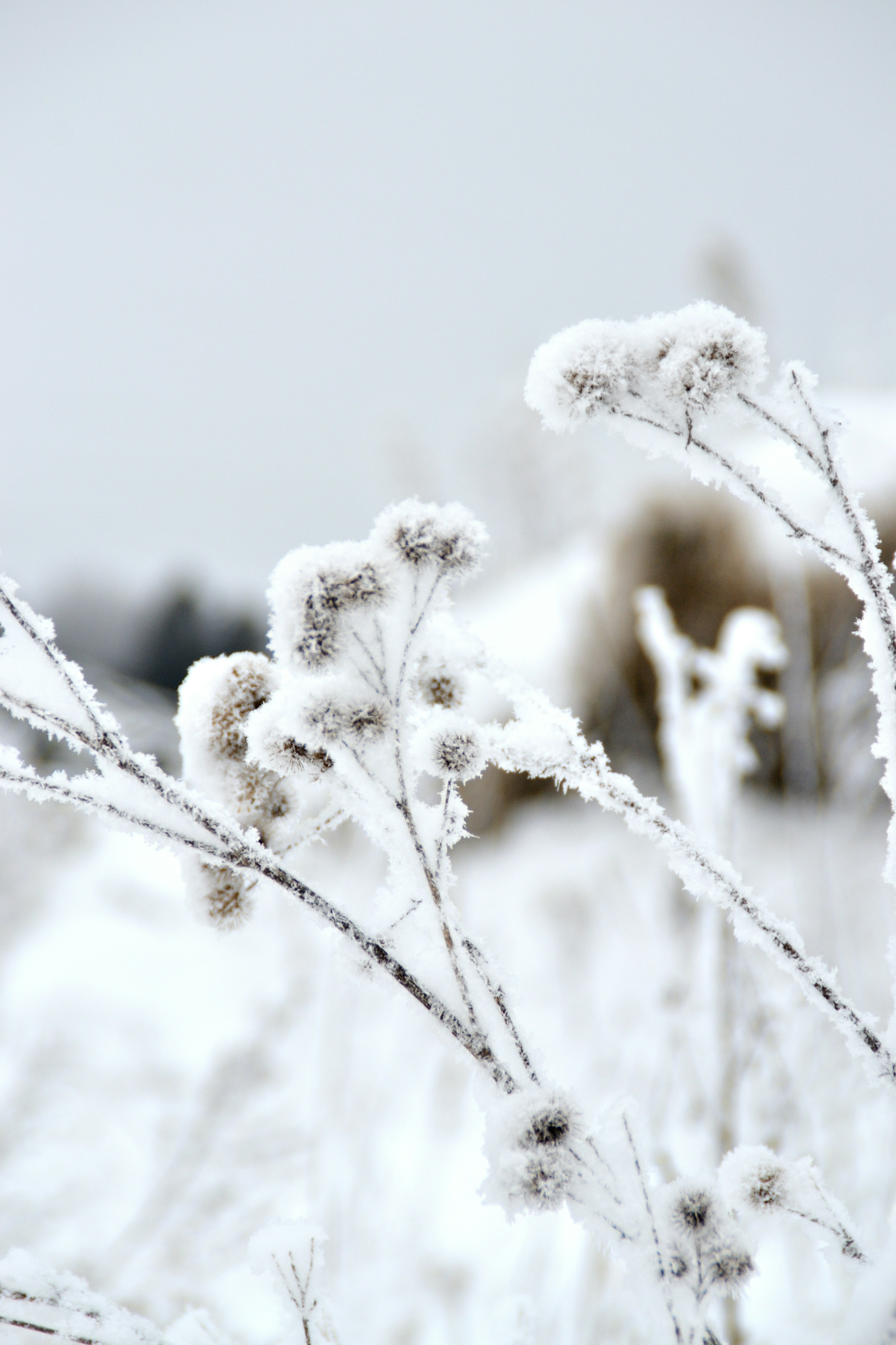 Photo by psilocybe53