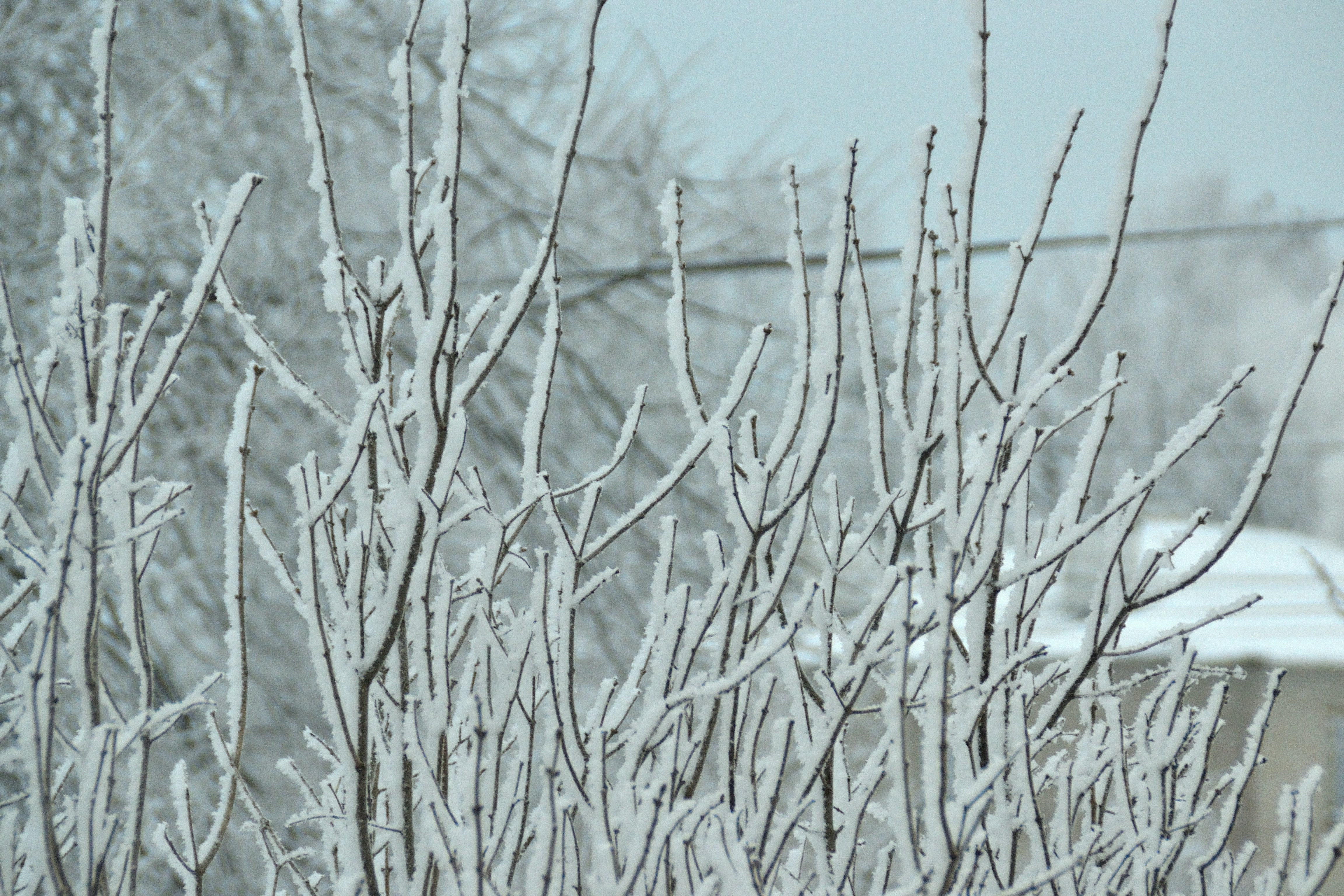 Photo by psilocybe53