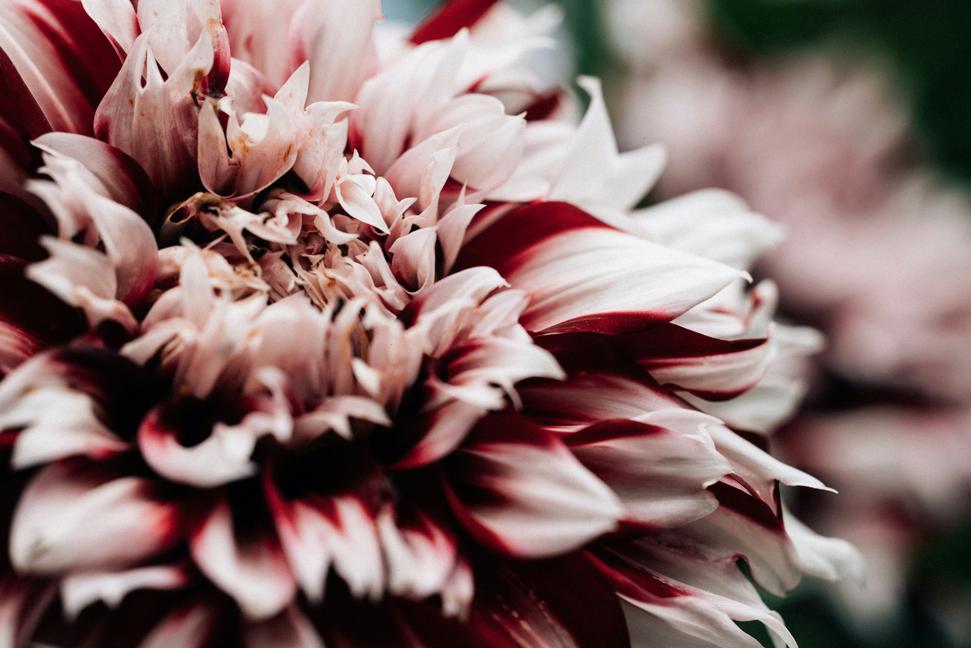 Photo by tsuyoshikozu