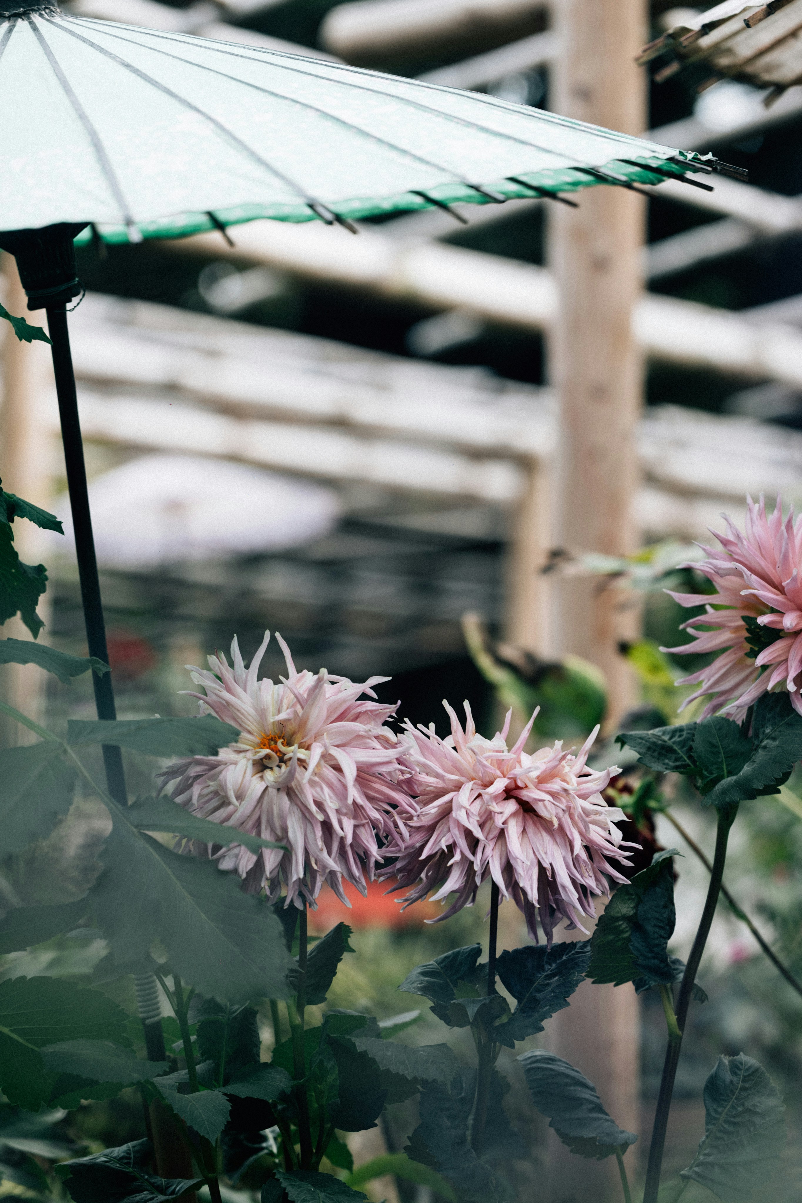 Photo by tsuyoshikozu