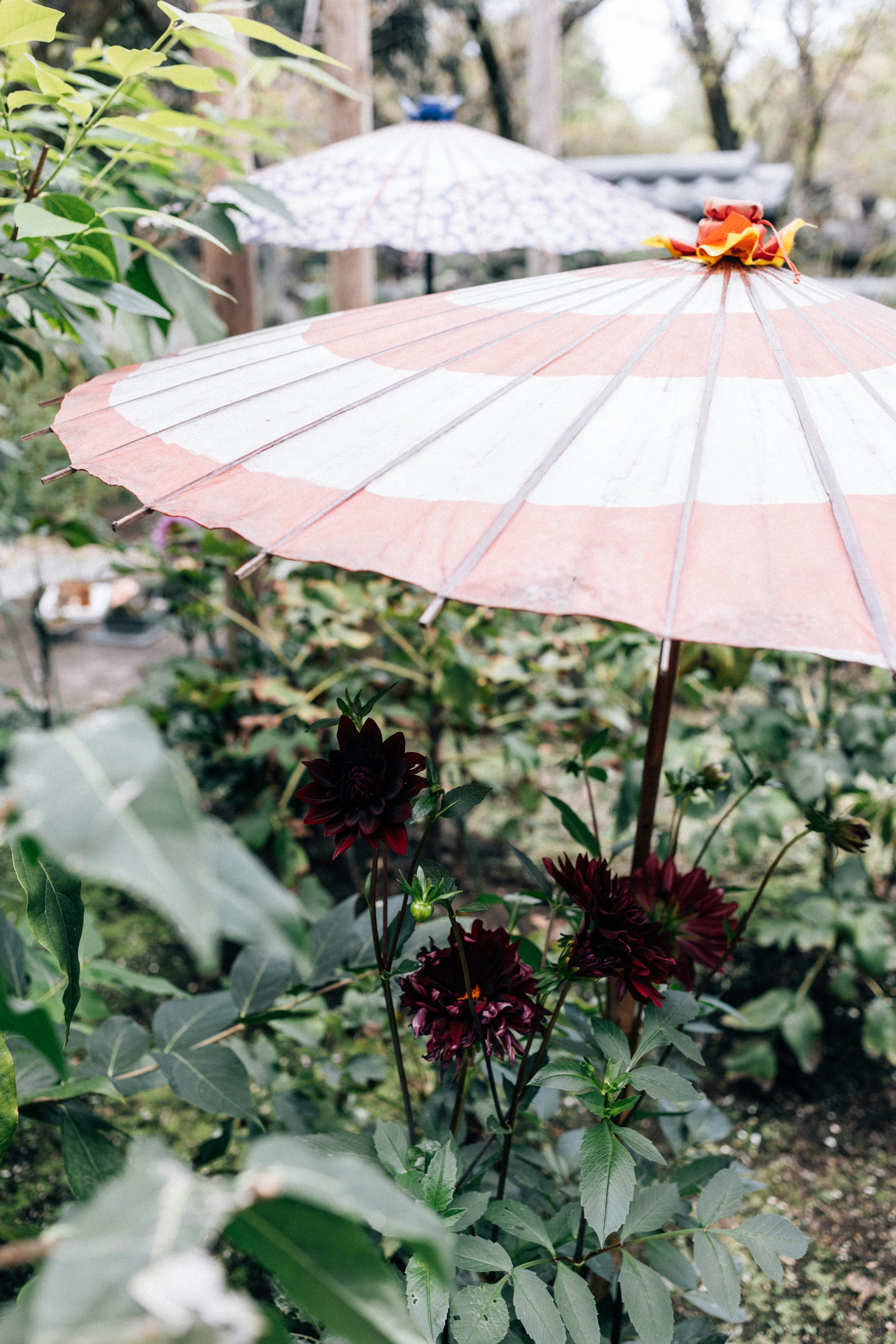 Photo by tsuyoshikozu