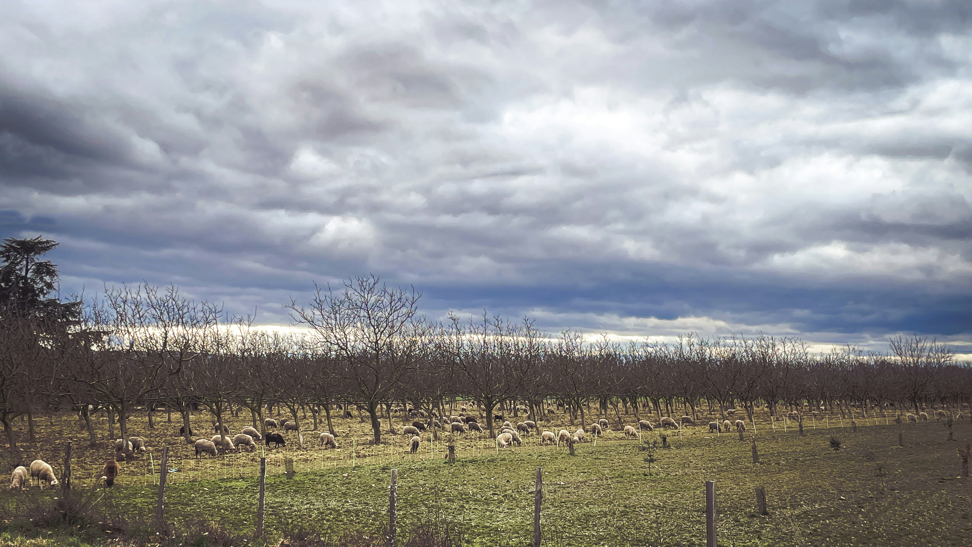 Pecore che pascolano in un campo sotto un cielo nuvoloso