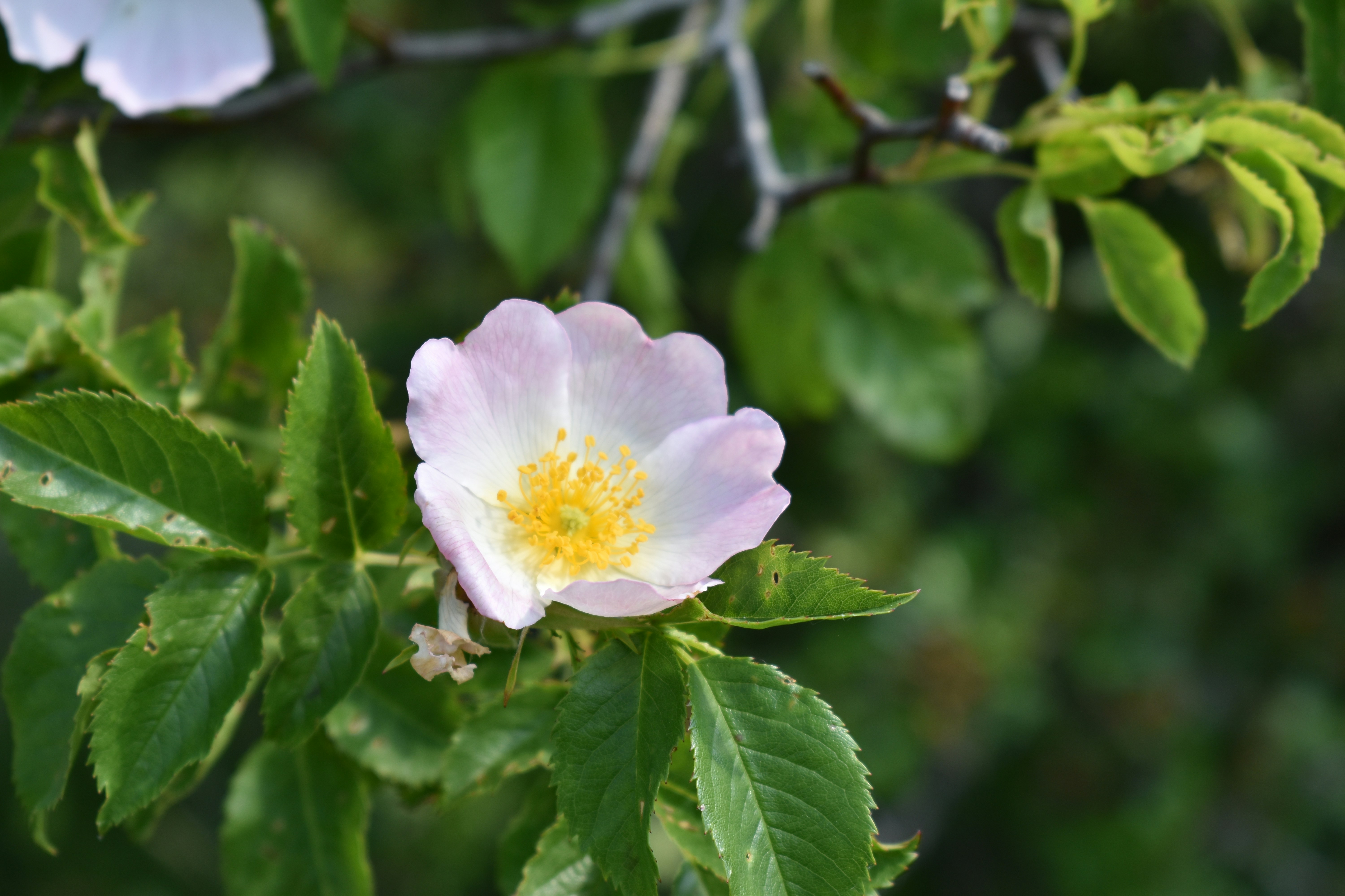 Photo by msivrictech