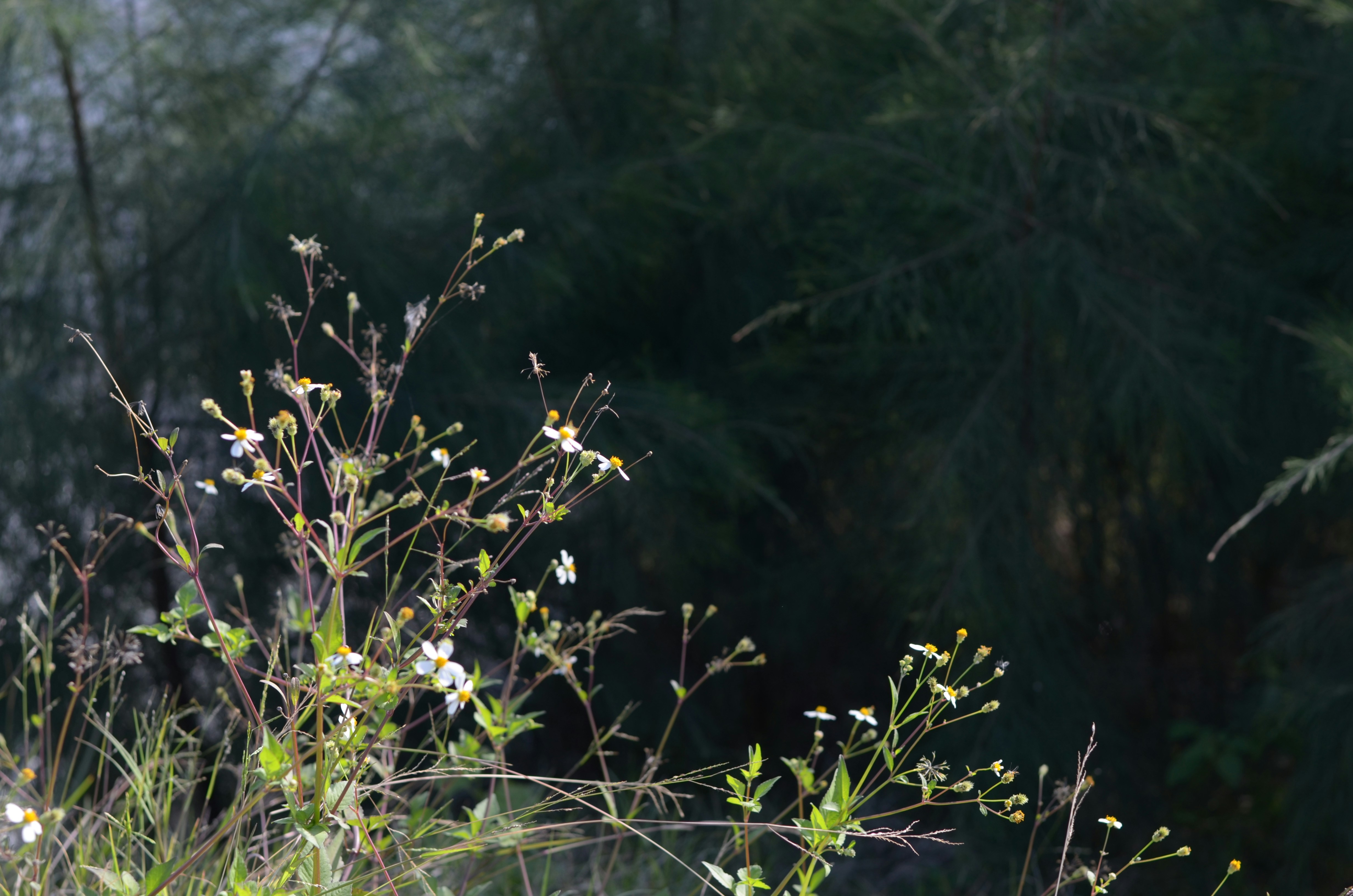 Photo by potatonorim