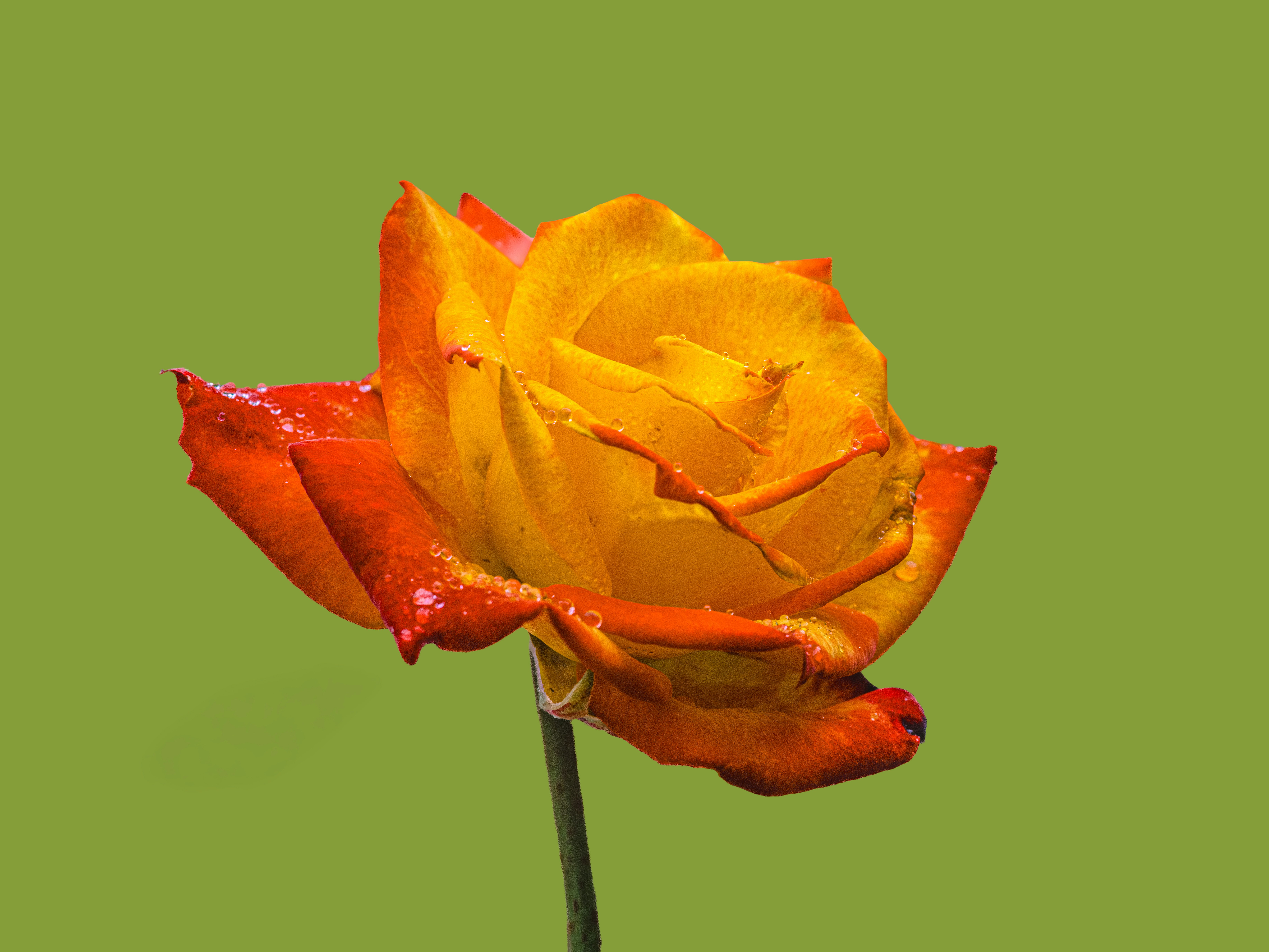 A vibrant orange and yellow rose with water droplets.