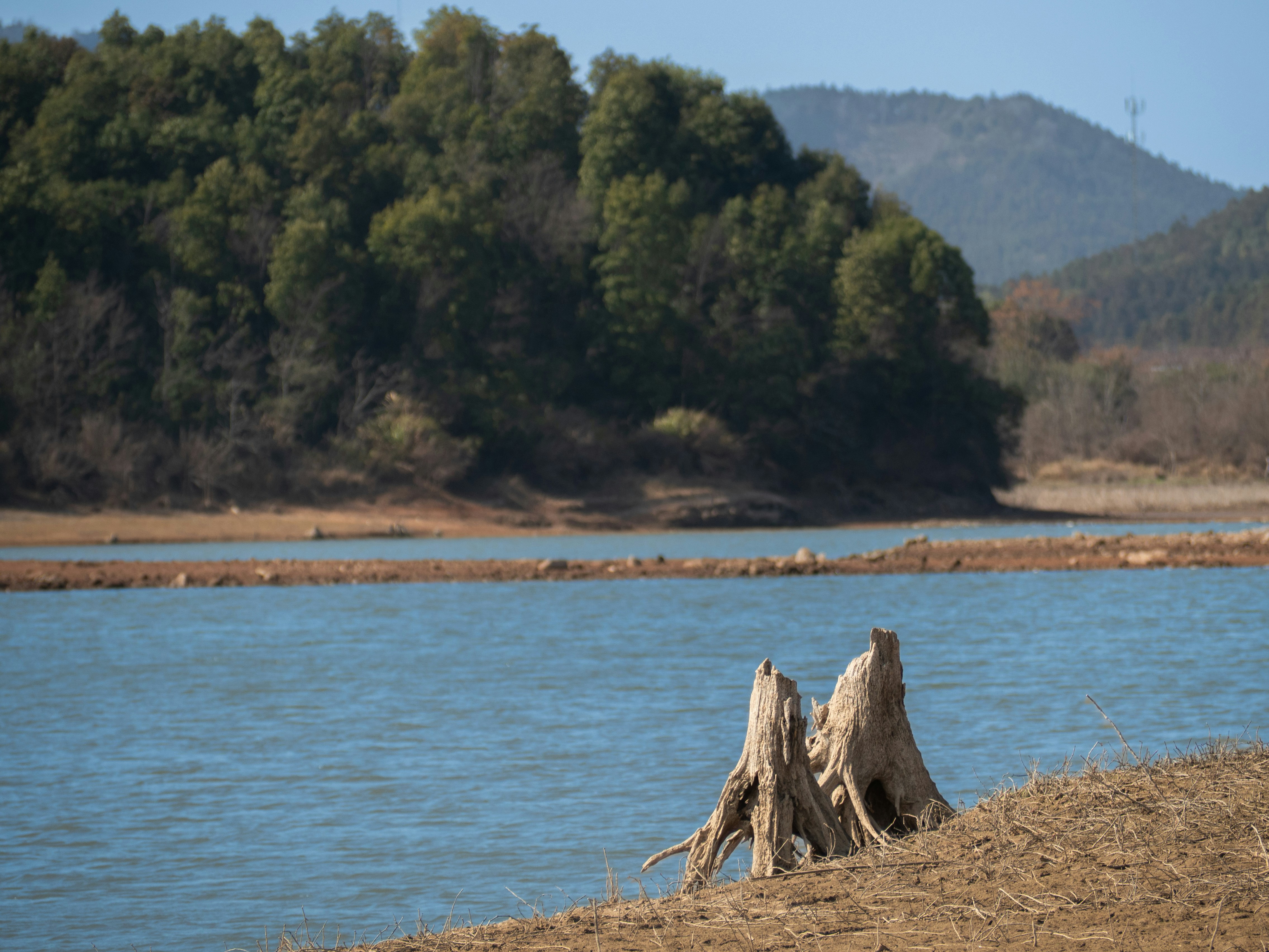 Baumstumpf am Ufer eines ruhigen Sees