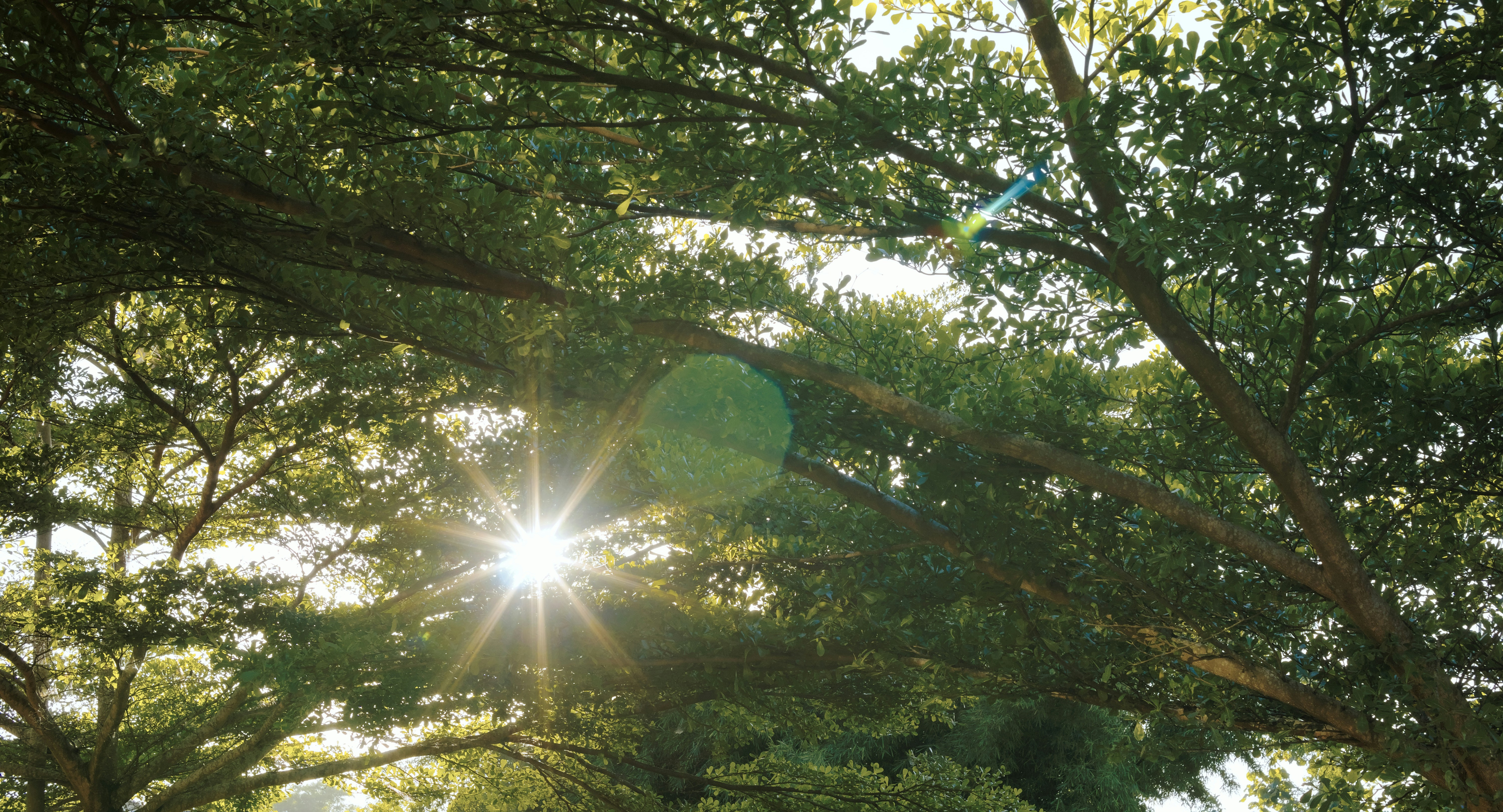 Sunlight filters through green tree branches on a bright day.