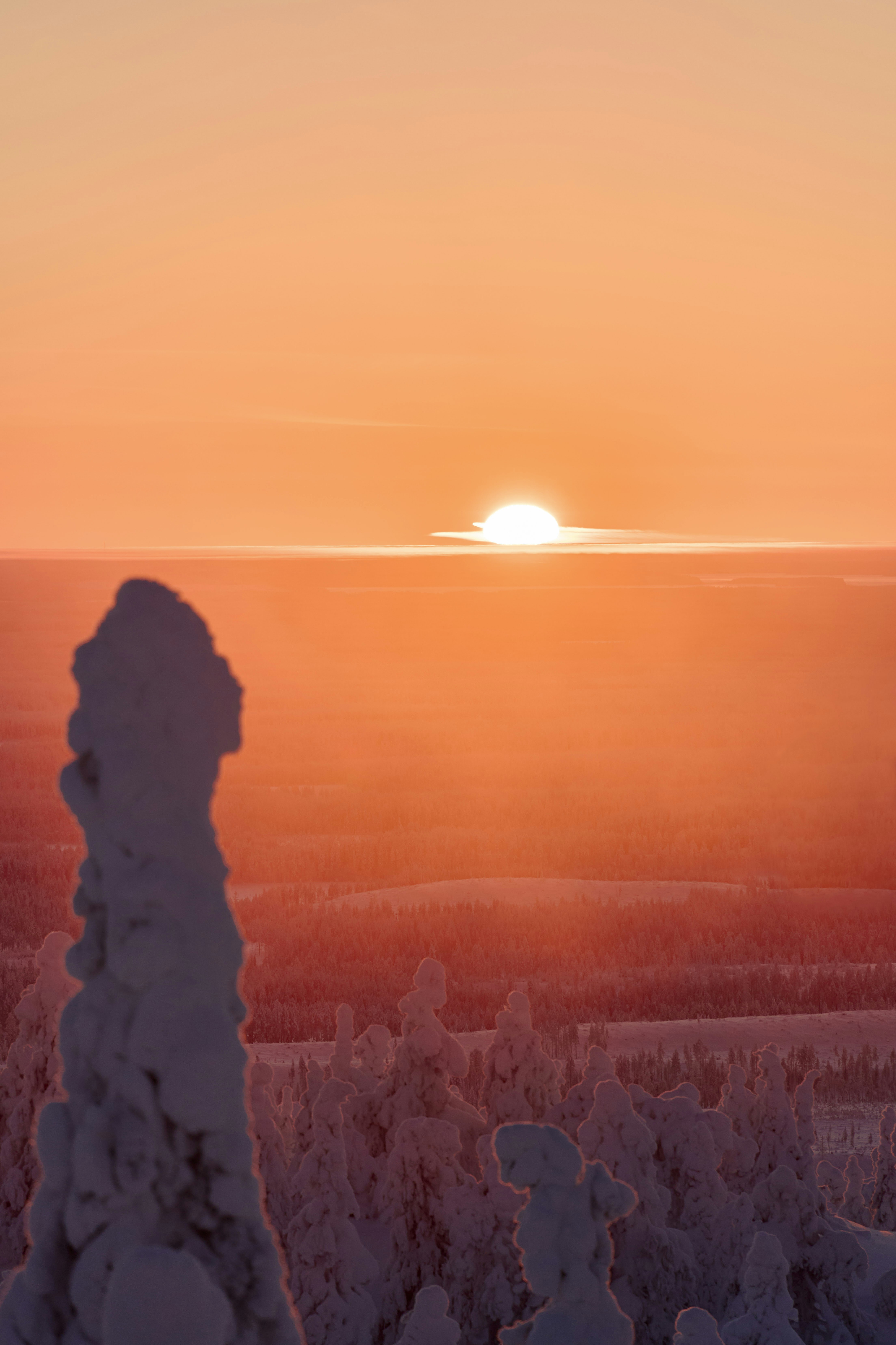 Snow-covered trees with a bright sunset over the horizon.