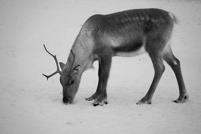 A reindeer grazing in a snowy field.