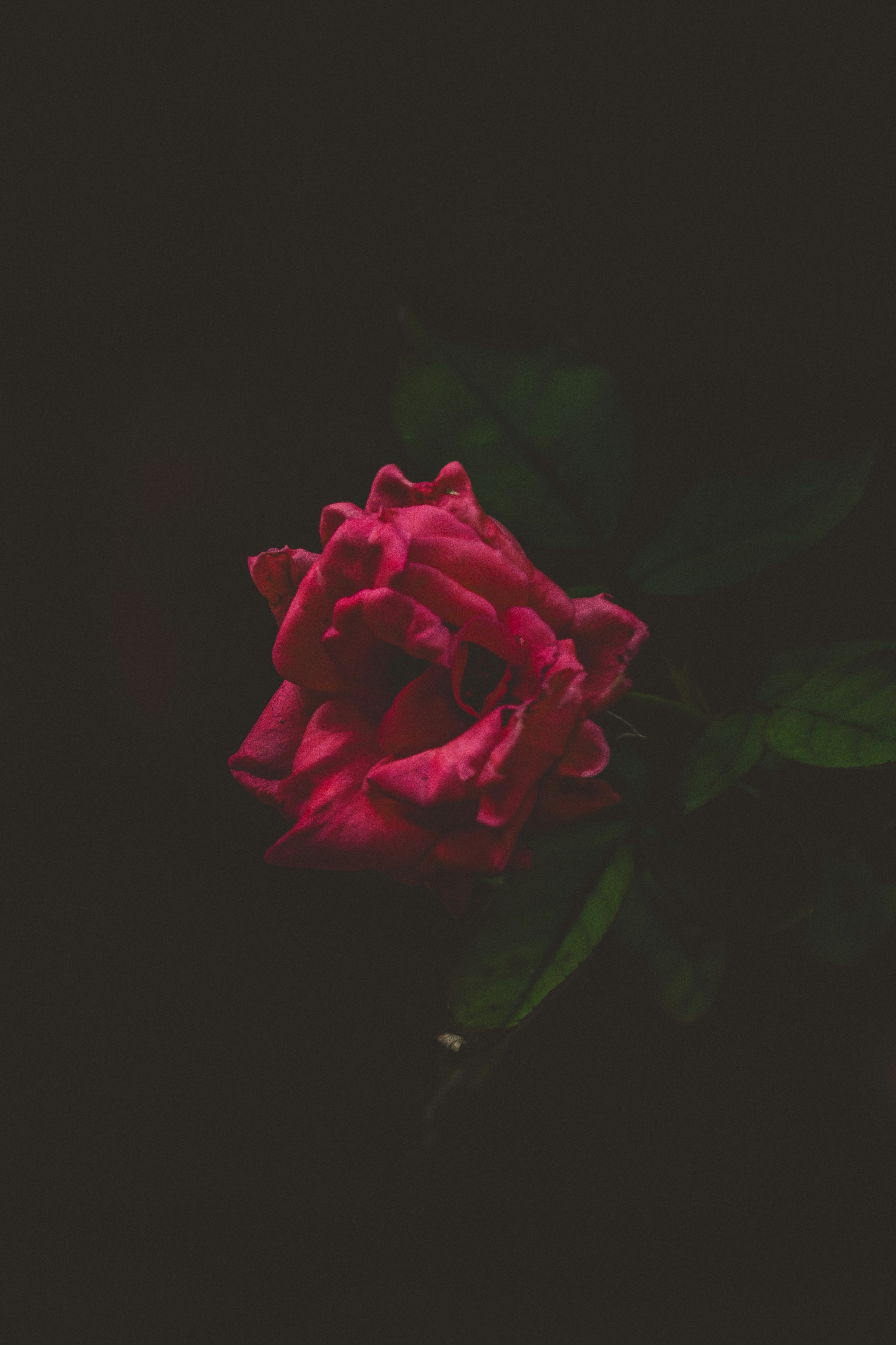 Photo by berserkdhanraj