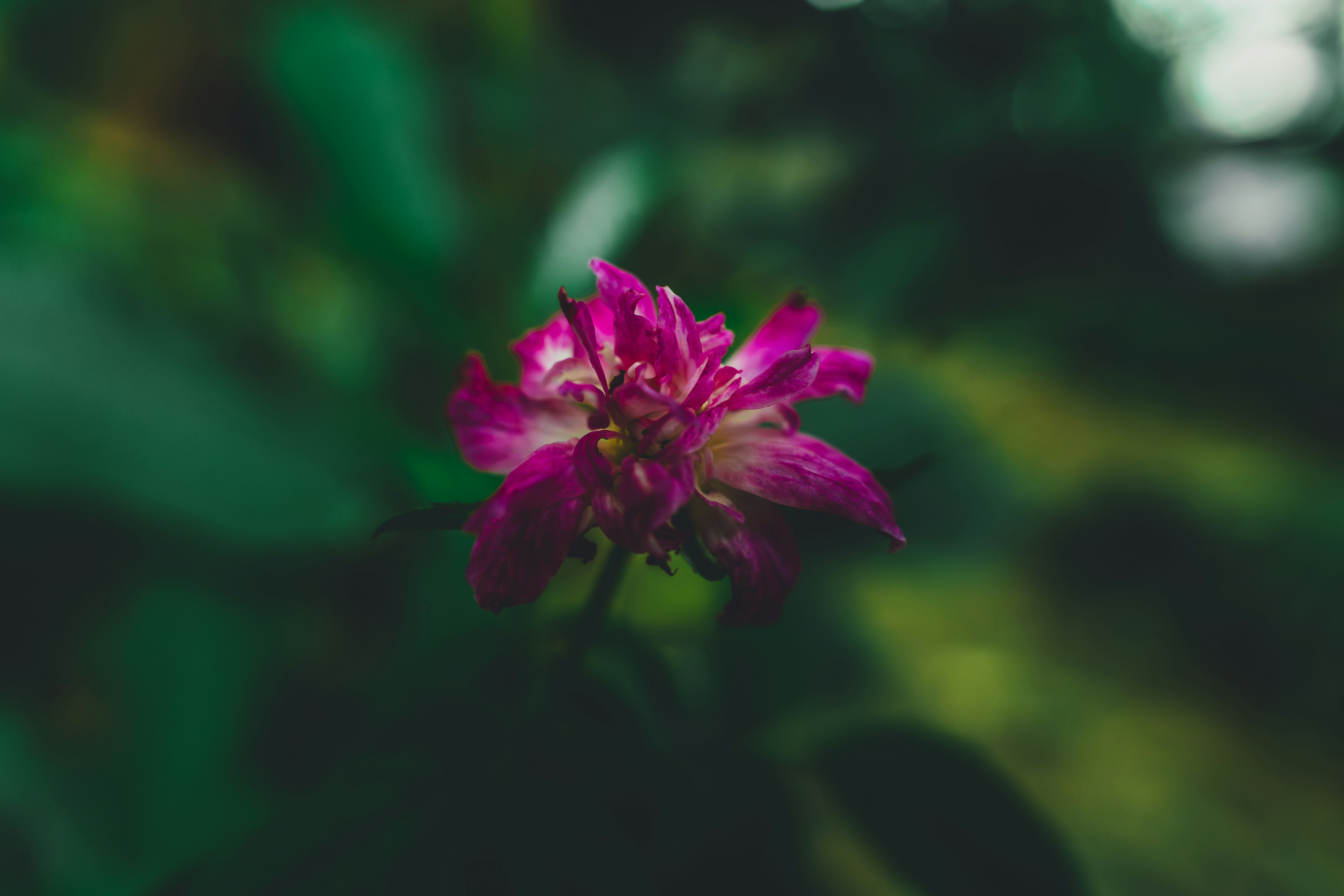 Eine Nahaufnahme einer leuchtend pinken Blume, die blüht.