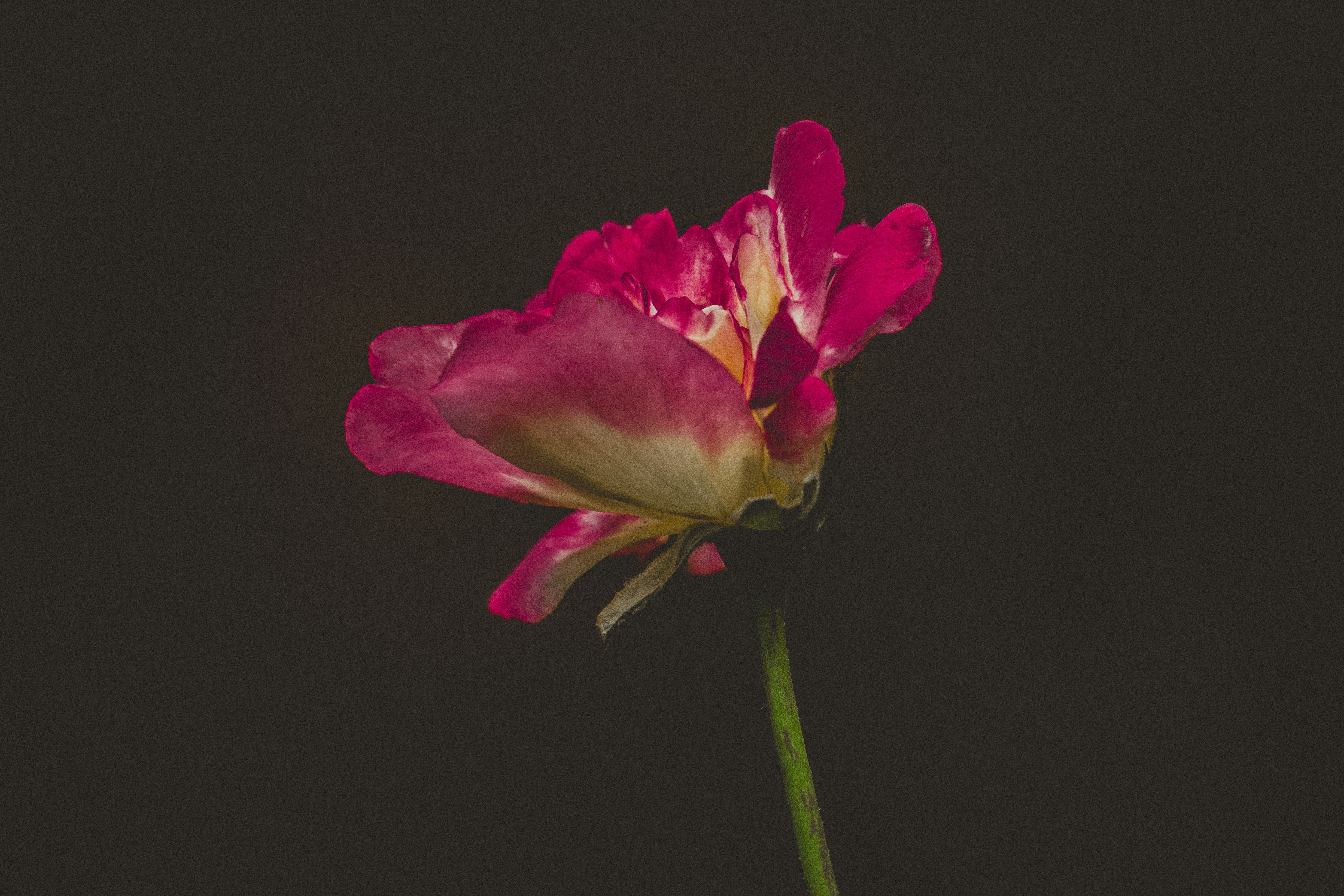 Photo by berserkdhanraj