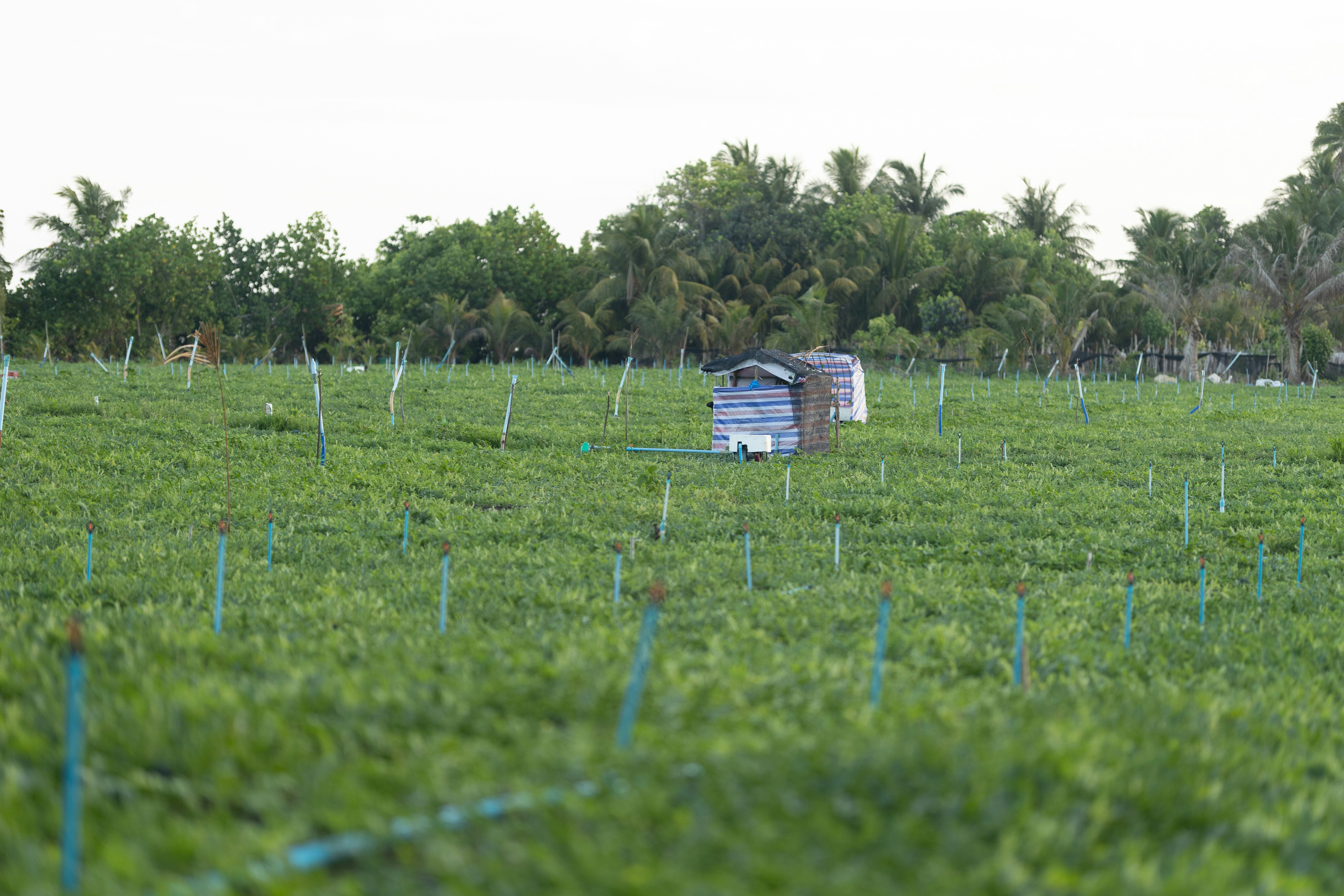 Photo by jumanjiphotos