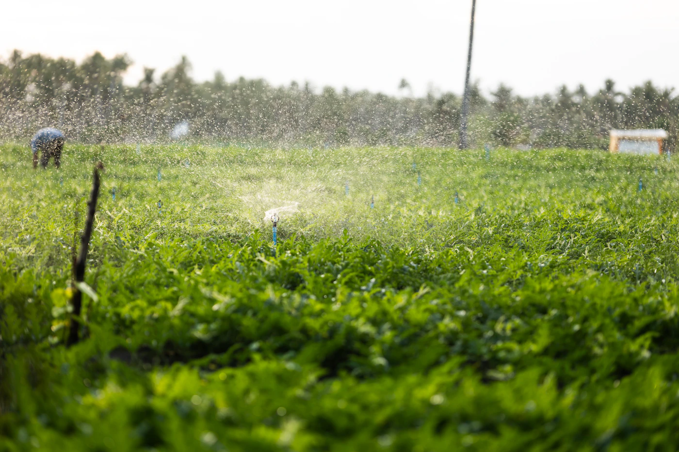 Drip irrigation lines running through young crop rows