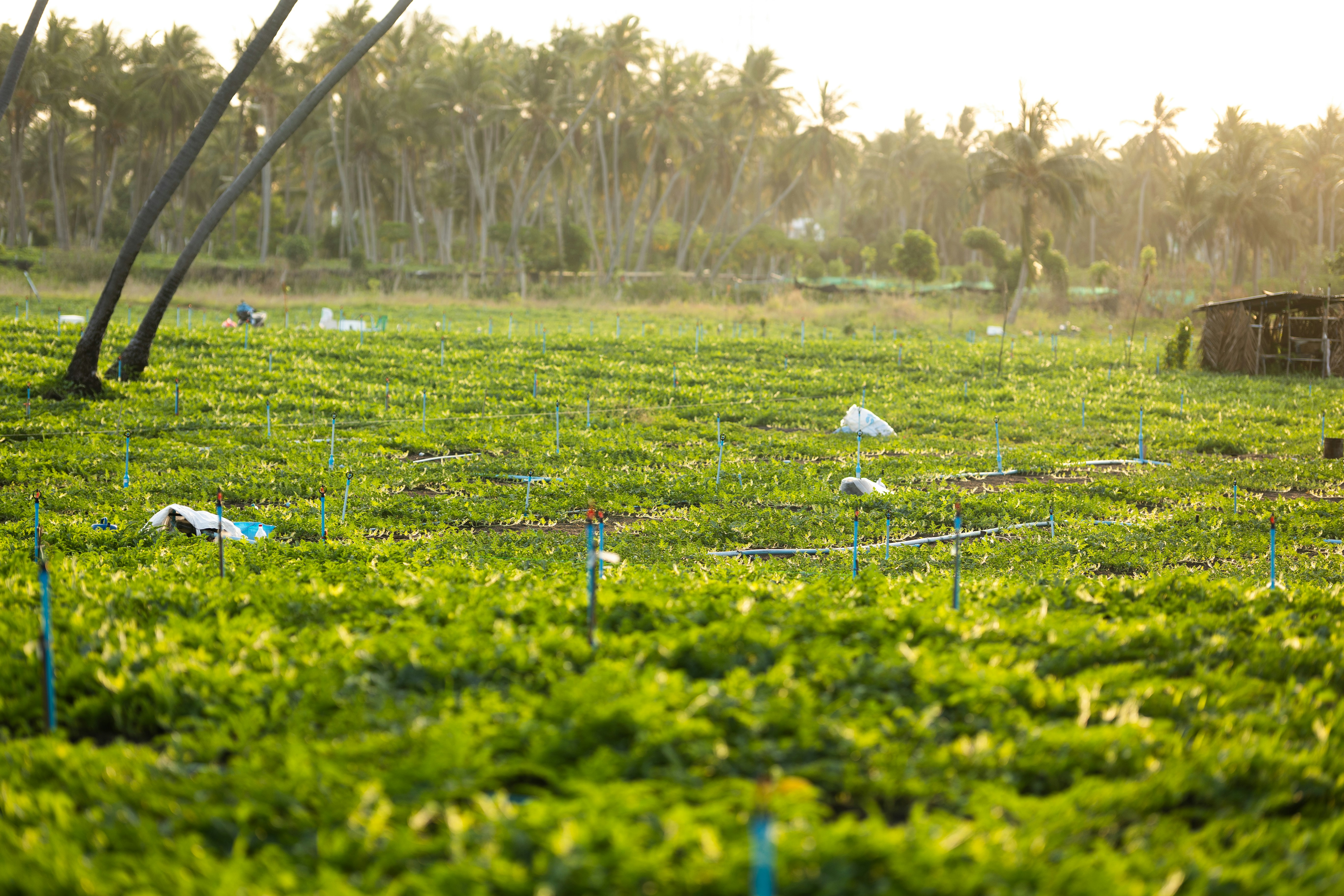 Photo by jumanjiphotos