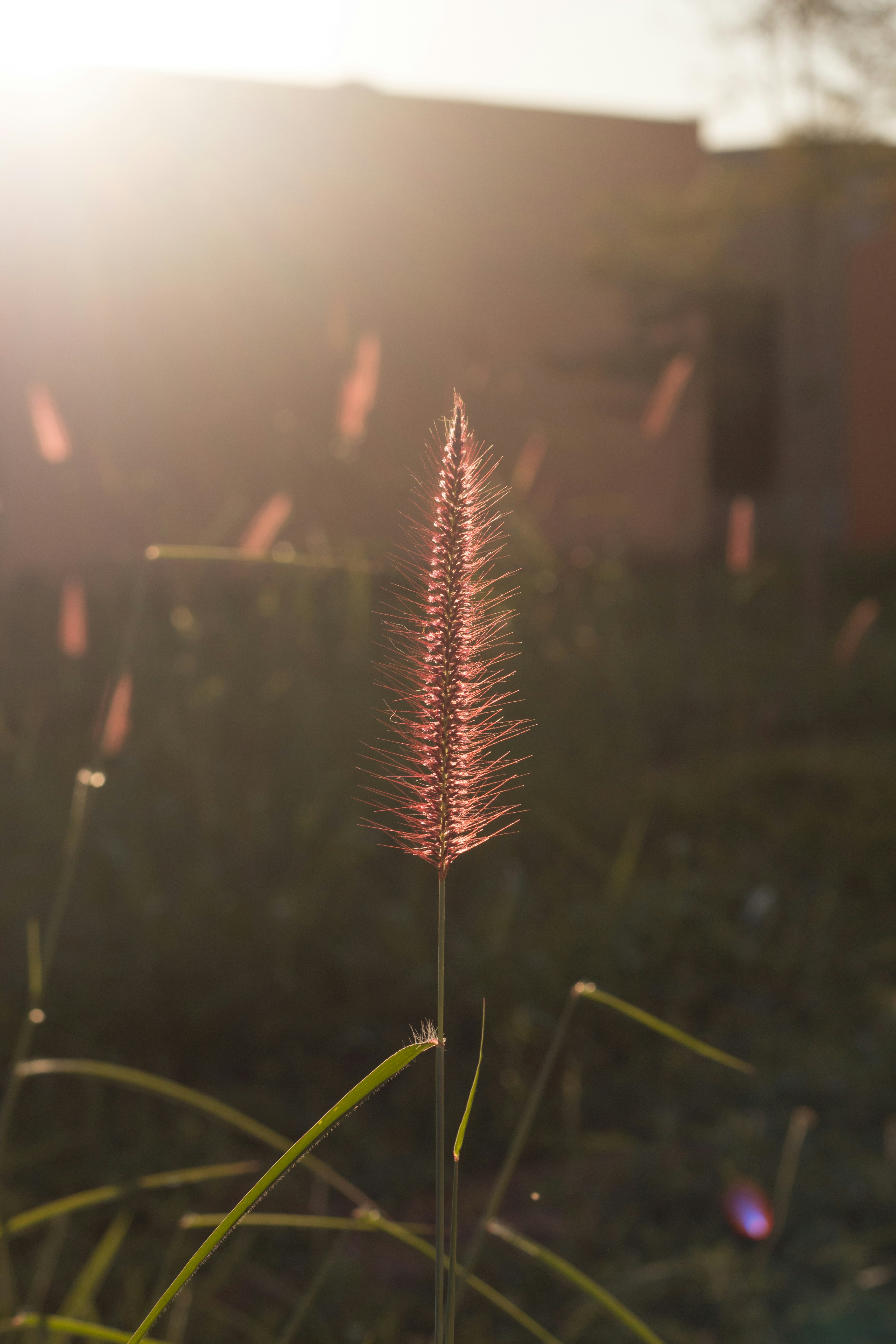 Une seule tige d’herbe sous un soleil doux