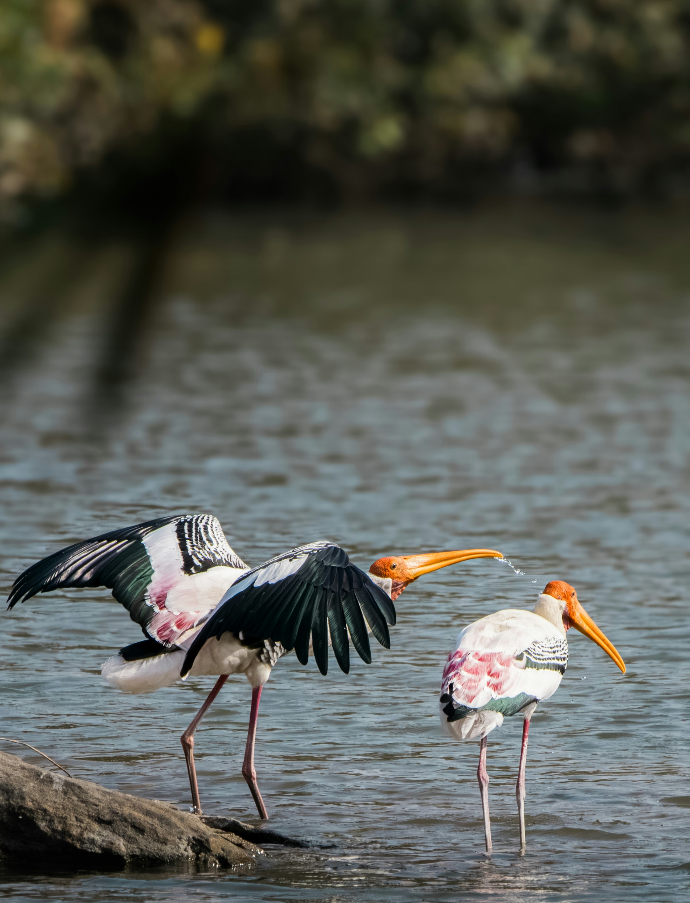 Photo by sameer_srivastava