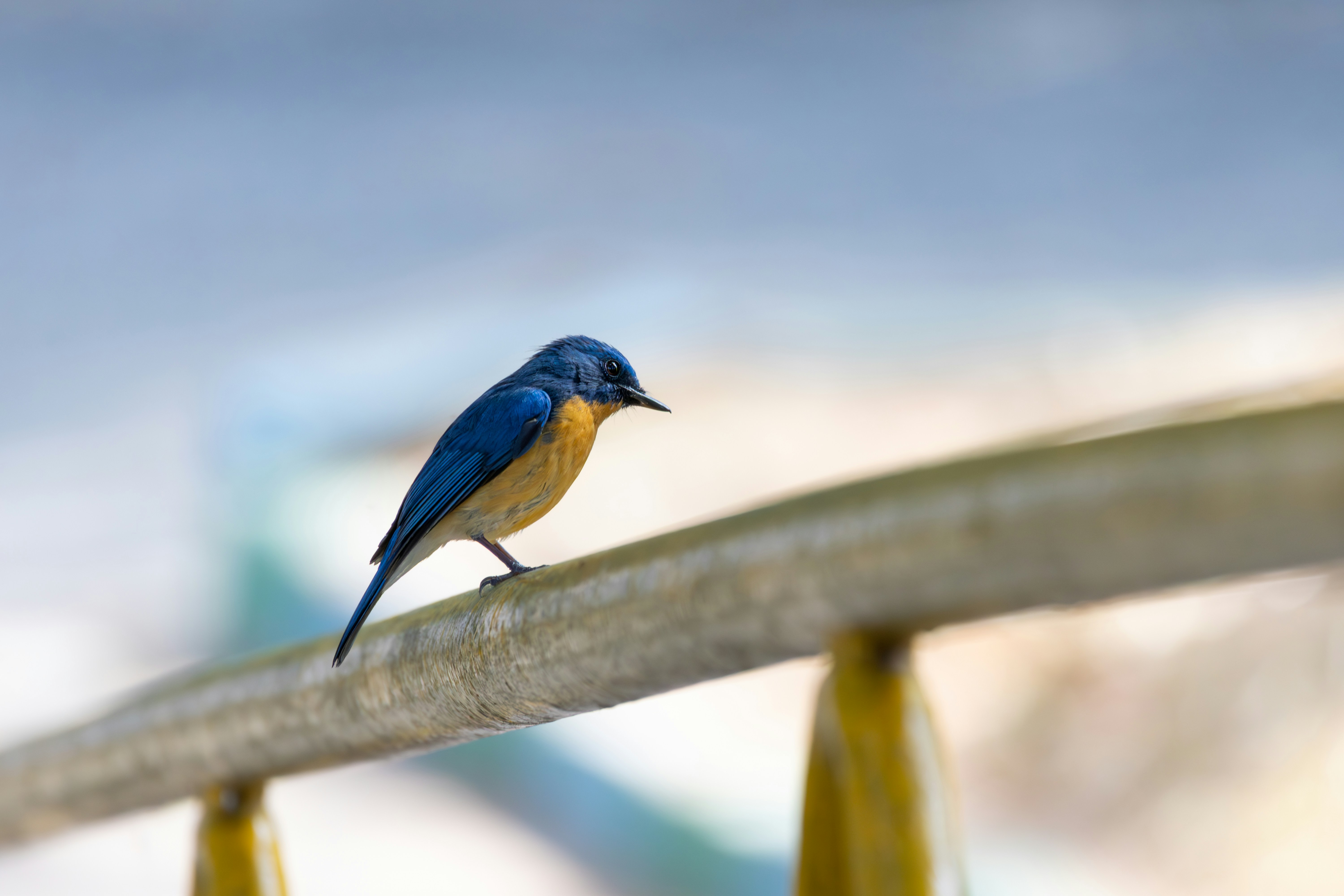 Photo by sameer_srivastava