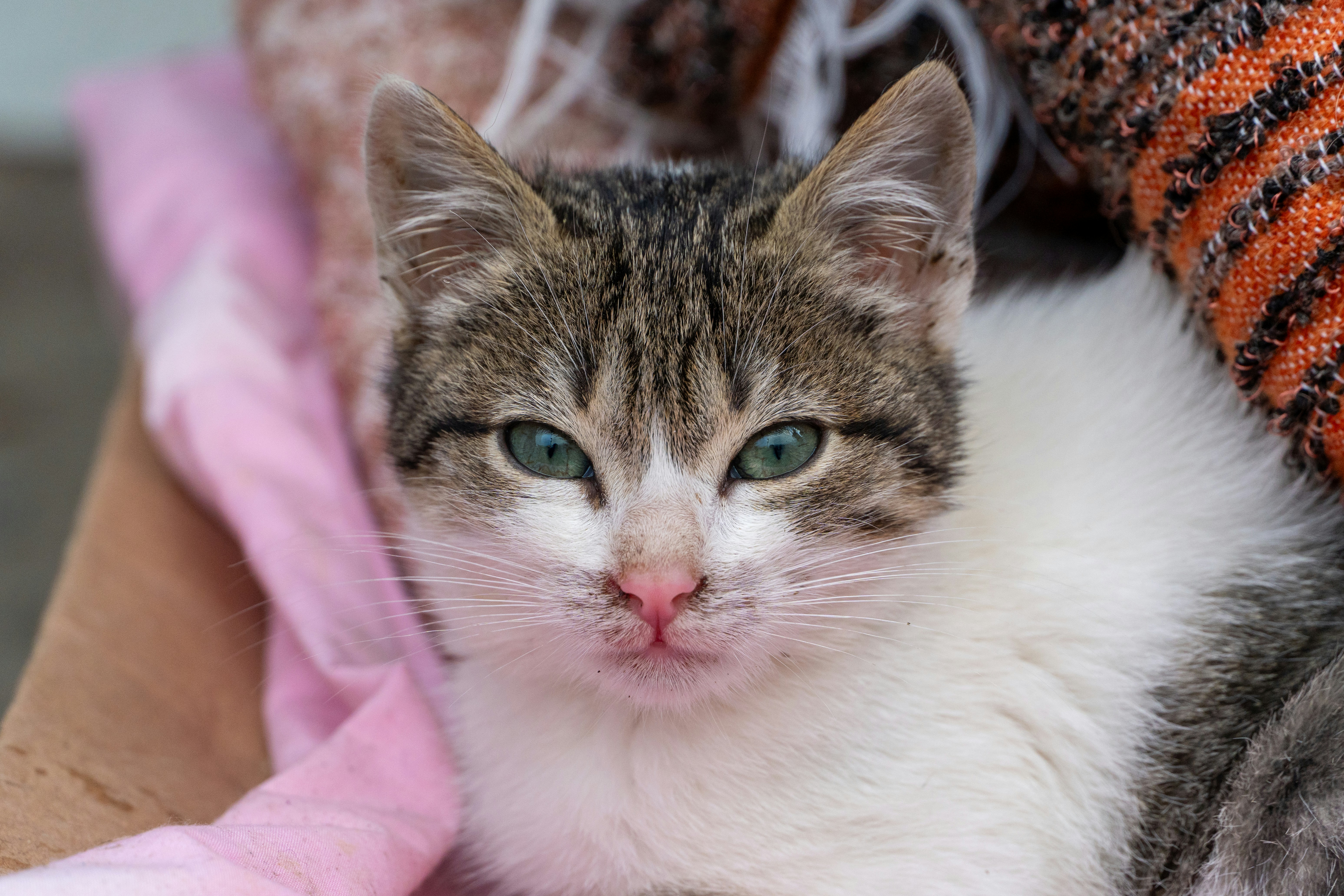 A tabby and white kitten with blue eyes.
