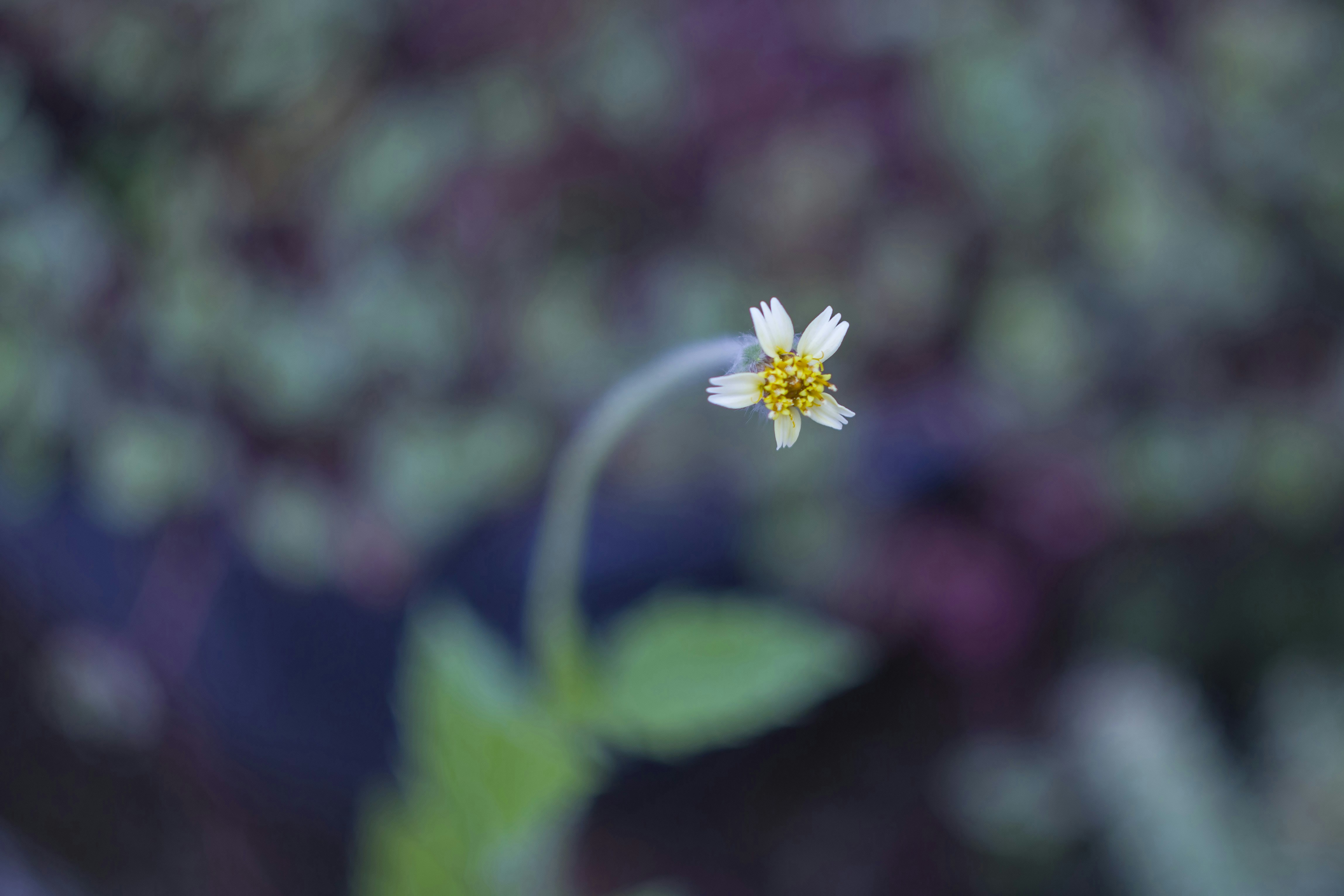 Photo by eversonvansoski