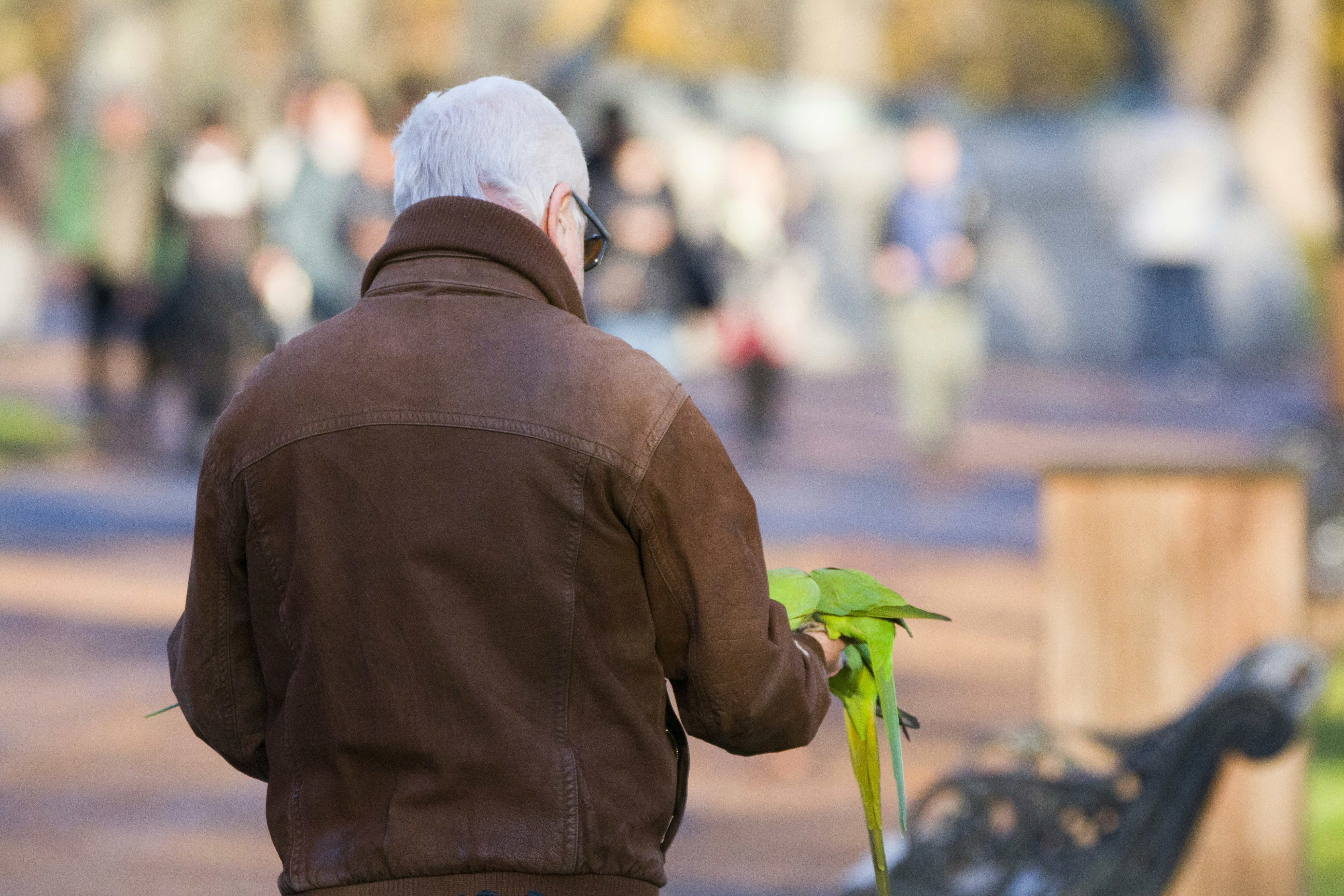 Man feeding two green parrots in a park