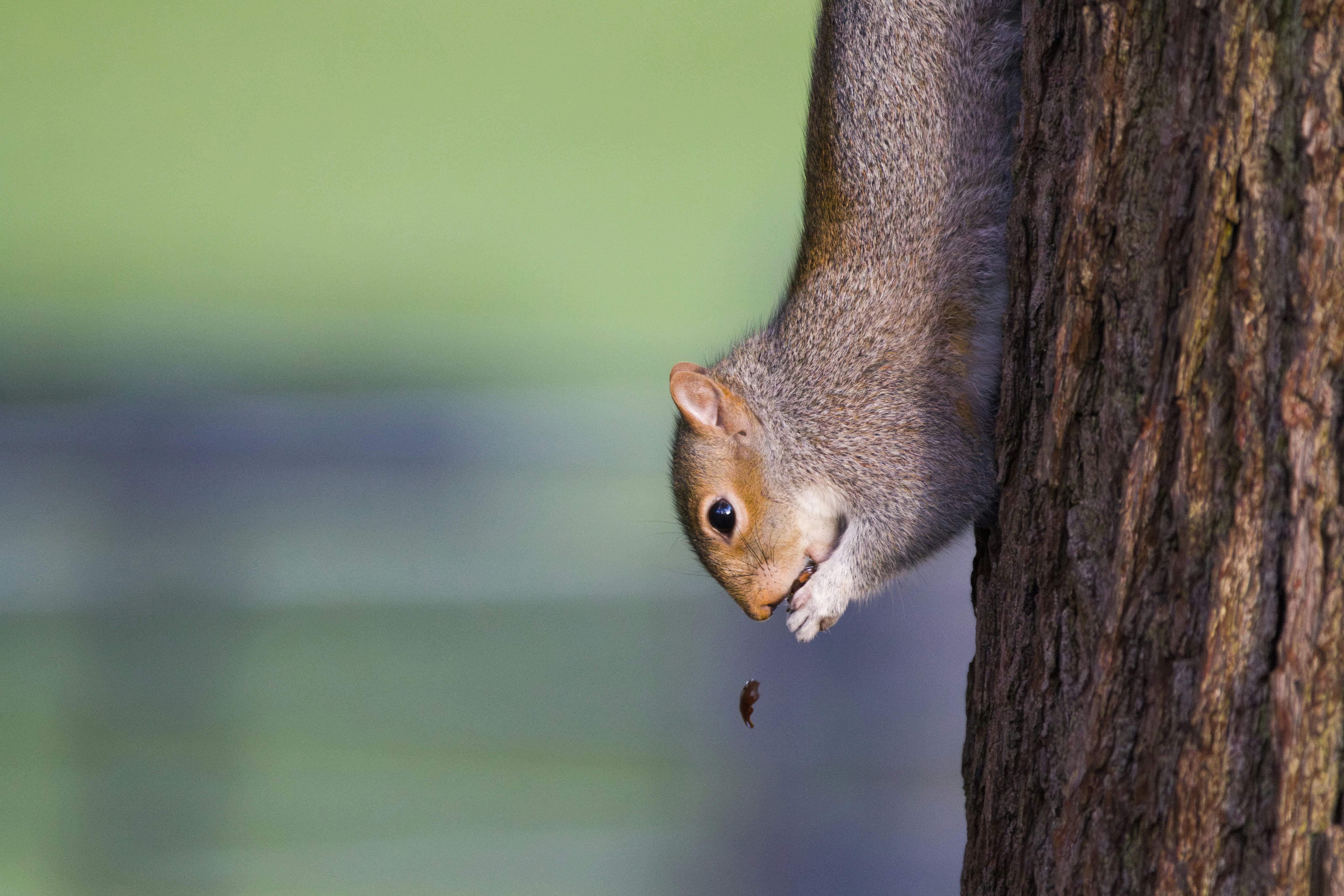 Photo by eversonvansoski